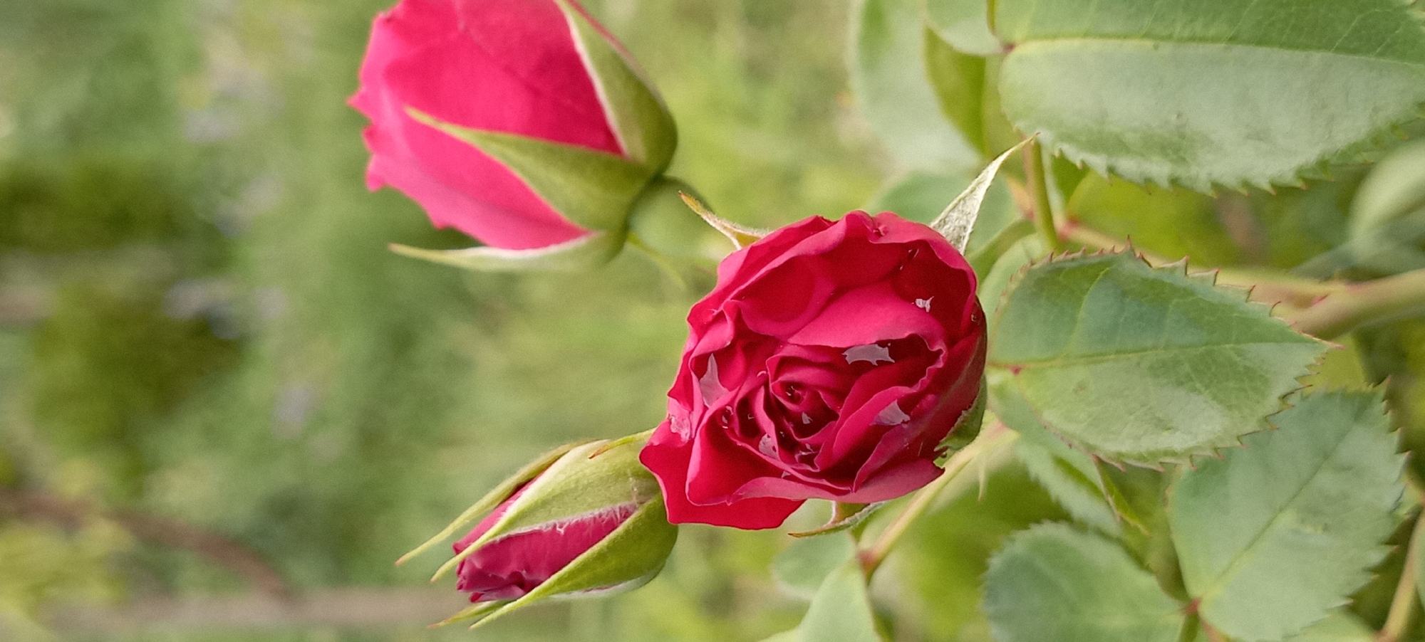 In Radisne, Ukraine, a close-up, vertical shot captures a cluster of red rose buds and a partially opened rose. The main subject is a dark red rose bloom in the foreground, with water droplets clinging to its petals. To the left and slightly behind, a tightly closed bud with green sepals is visible. To the right and further back, another pink rose bud, also with green sepals, is partially obscured. Lush green rose leaves with serrated edges surround the blooms. The background is softly blurred, showing a bokeh effect of green foliage and possibly tree trunks, suggesting an outdoor garden setting.