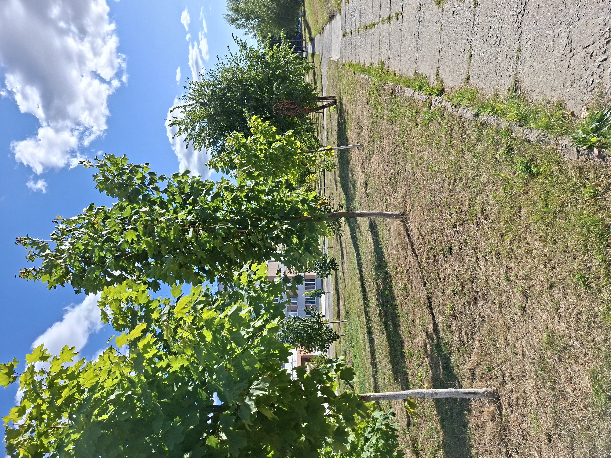The image depicts a sunny day with a clear blue sky dotted with fluffy white clouds. In the foreground, a concrete path runs along the right side of the frame, bordered by dry grass and some green patches. Several young trees with vibrant green leaves are planted on the left side of the path, casting shadows on the ground. In the background, a building with multiple windows and light-colored walls is visible. Further down the path, a person can be seen walking. The scene appears to be an urban park or a residential area in Mazyr, Belarus, characterized by its well-maintained trees and pathways.