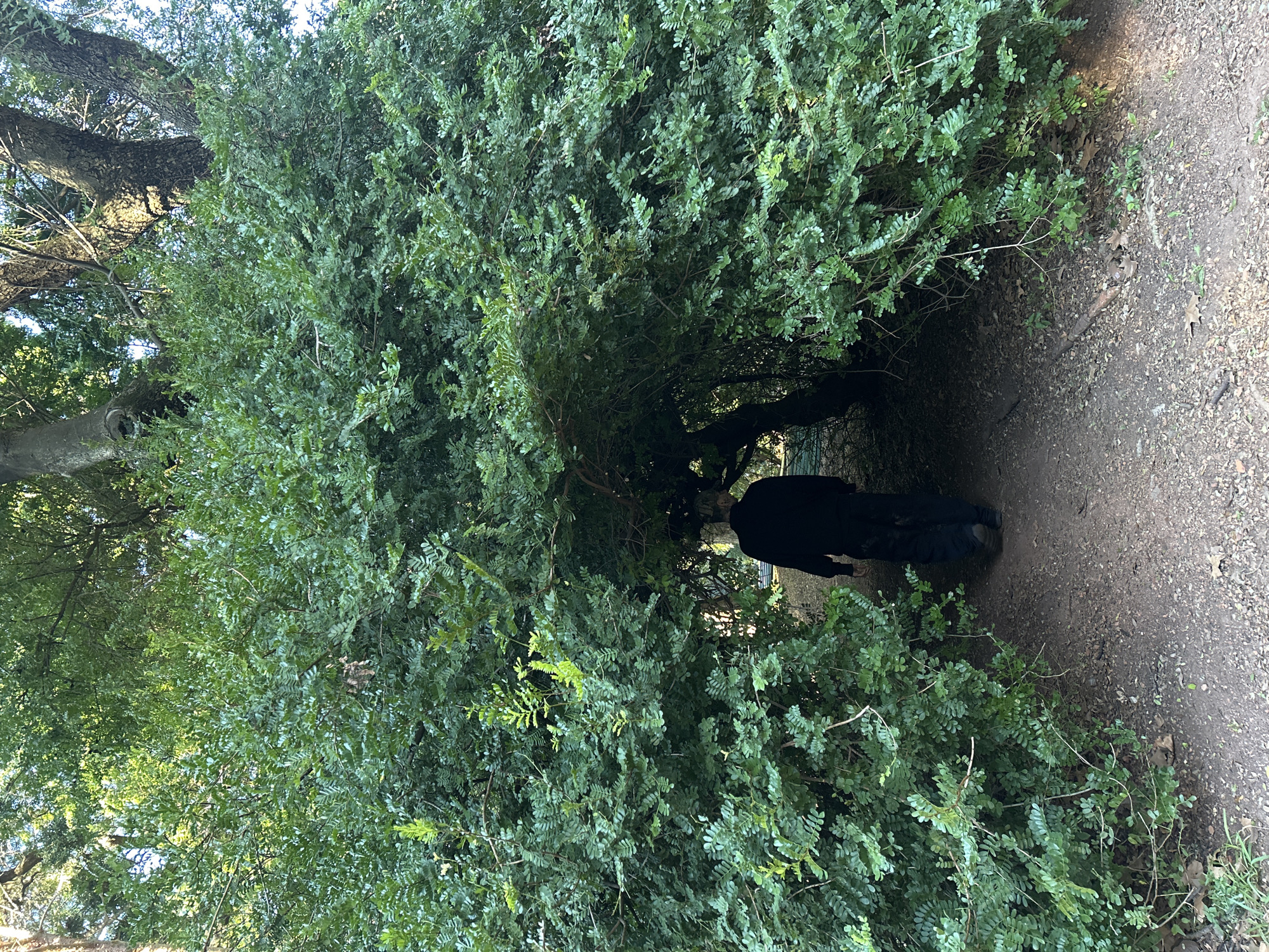 The image displays an outdoor scene, likely a park or natural pathway, set in Buenos Aires, Argentina. A person, visible from the back and waist down, wearing dark attire, is walking on a narrow, uneven dirt path. The path is predominantly shaded and bordered by dense, lush green foliage that forms a natural tunnel or archway.
The dominant feature of the scene is the abundant plant life. On both sides of the path and overhead, numerous bushes or trees with small, ovate green leaves create a thick canopy, casting significant shadows. The leaves exhibit various shades of green, from brighter, sun-kissed sections to deeper, shaded areas.
In the upper left background, the thick, textured trunks of larger trees can be seen, extending upwards towards a bright sky, suggesting a broader wooded area. The dirt path consists of loose earth, small stones, and scattered dry leaves. The setting is illuminated by natural daylight, indicating a clear day with sunlight filtering through the dense canopy, creating dappled light and shadow patterns on the ground. No text is visible in the image.
