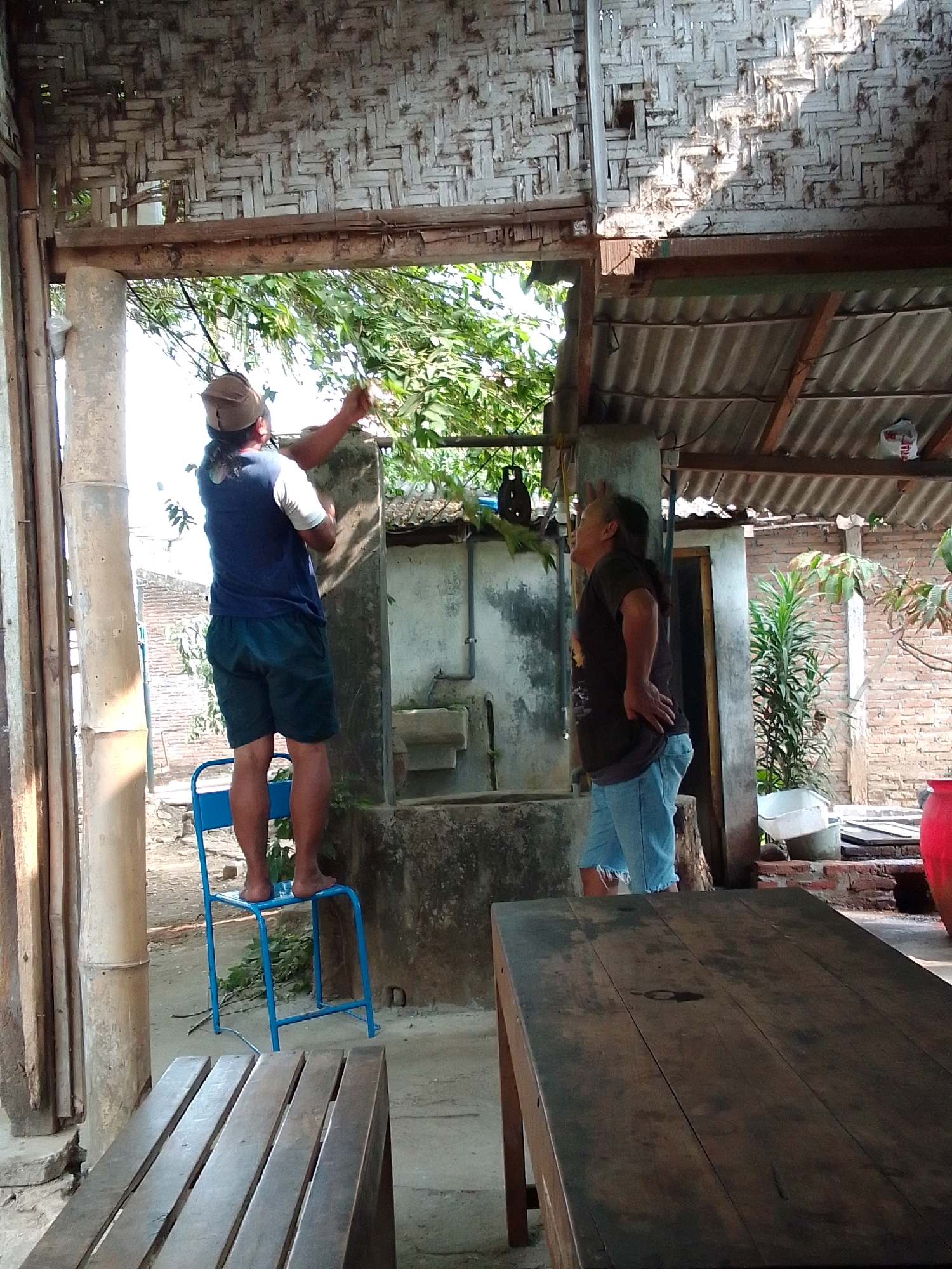 The image depicts an outdoor scene in Trenggalek, Indonesia. Two individuals are present. One person, wearing a blue t-shirt, dark shorts, and a cap, is standing on a blue chair. This individual appears to be reaching up towards some foliage. The other person, dressed in a dark t-shirt and light blue shorts, stands to the right, facing away from the camera, with their hands on their hips. The environment includes a rustic structure with a woven bamboo ceiling, a corrugated metal roof, and brick walls. In the foreground, a wooden table is visible. Various plants and a red pot are also in the background. The lighting suggests it is daytime.