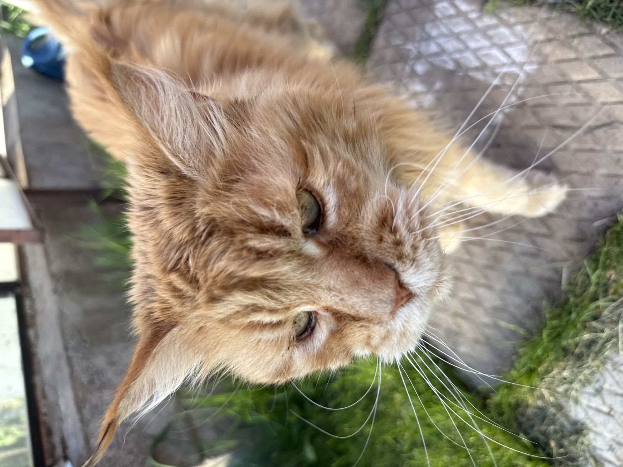 A close-up, high-angle photograph features a long-haired, orange cat with green eyes. The cat is positioned near green grass and a paved area with a textured surface. A partially visible window frame is to the left. The cat appears to be outdoors. The location is not identifiable as Votkinsk, Russia from the image alone.
