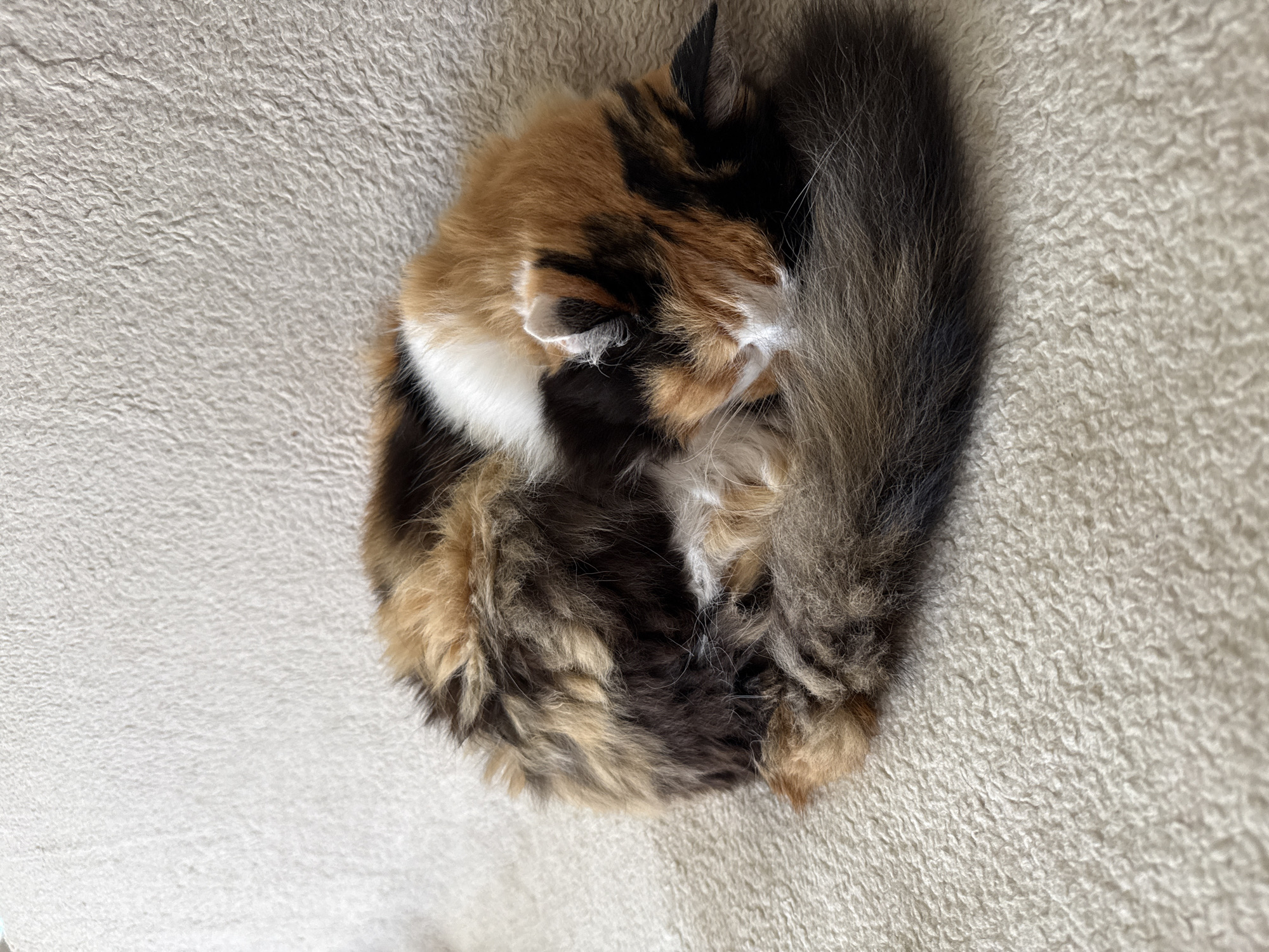 A calico cat is curled up asleep on a cream-colored, textured surface. The cat's fur is a mixture of black, orange, and white. Its tail is wrapped around its body, and its head is tucked into its body, with its ears visible. The background is a plain, textured surface, likely a blanket or upholstery.