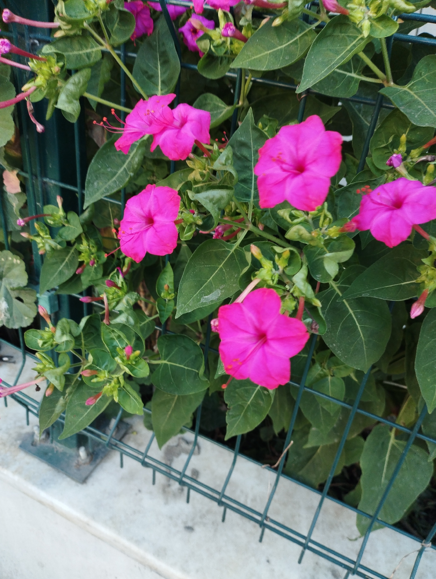 The image shows a close-up of vibrant pink four o'clock flowers (Mirabilis jalapa) blooming against a backdrop of lush green leaves and a dark green wire fence. Several flowers are in full bloom, showcasing their trumpet-like shape and delicate petals. Budding flowers and stems are also visible, indicating the plant is actively growing. The fence appears to be part of a garden or park boundary. The background is out of focus, suggesting the image was taken with a shallow depth of field, drawing attention to the flowers. The lighting suggests it is daytime. The scene is likely situated outdoors, in a garden or public space, possibly in Eyüpsultan, Turkey, given the context of the prompt. There are no people or animals visible in the image.