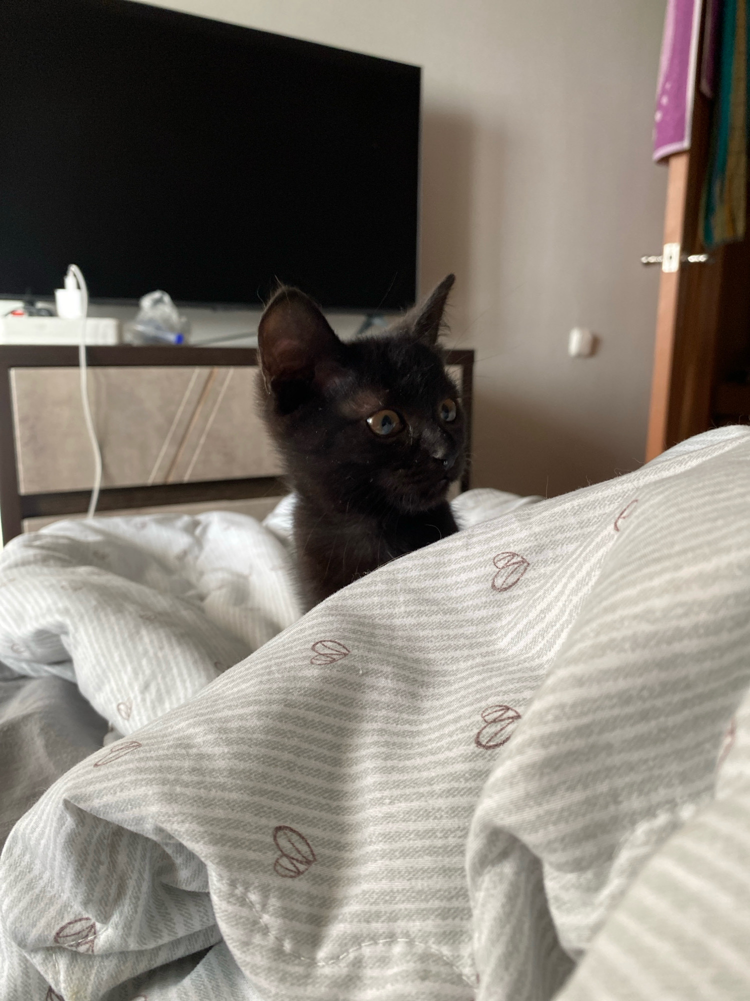A black kitten with wide, light-colored eyes peeks over the edge of a duvet cover patterned with thin gray stripes and small brown hearts. The kitten's ears are perked and its gaze is directed slightly to the right. The background is softly blurred, showing a dark television screen and a dresser with drawers. To the right, a wooden door frame with a towel rack and multi-colored towels is visible. The scene appears to be a bedroom in an apartment in Zhlobin, Belarus.