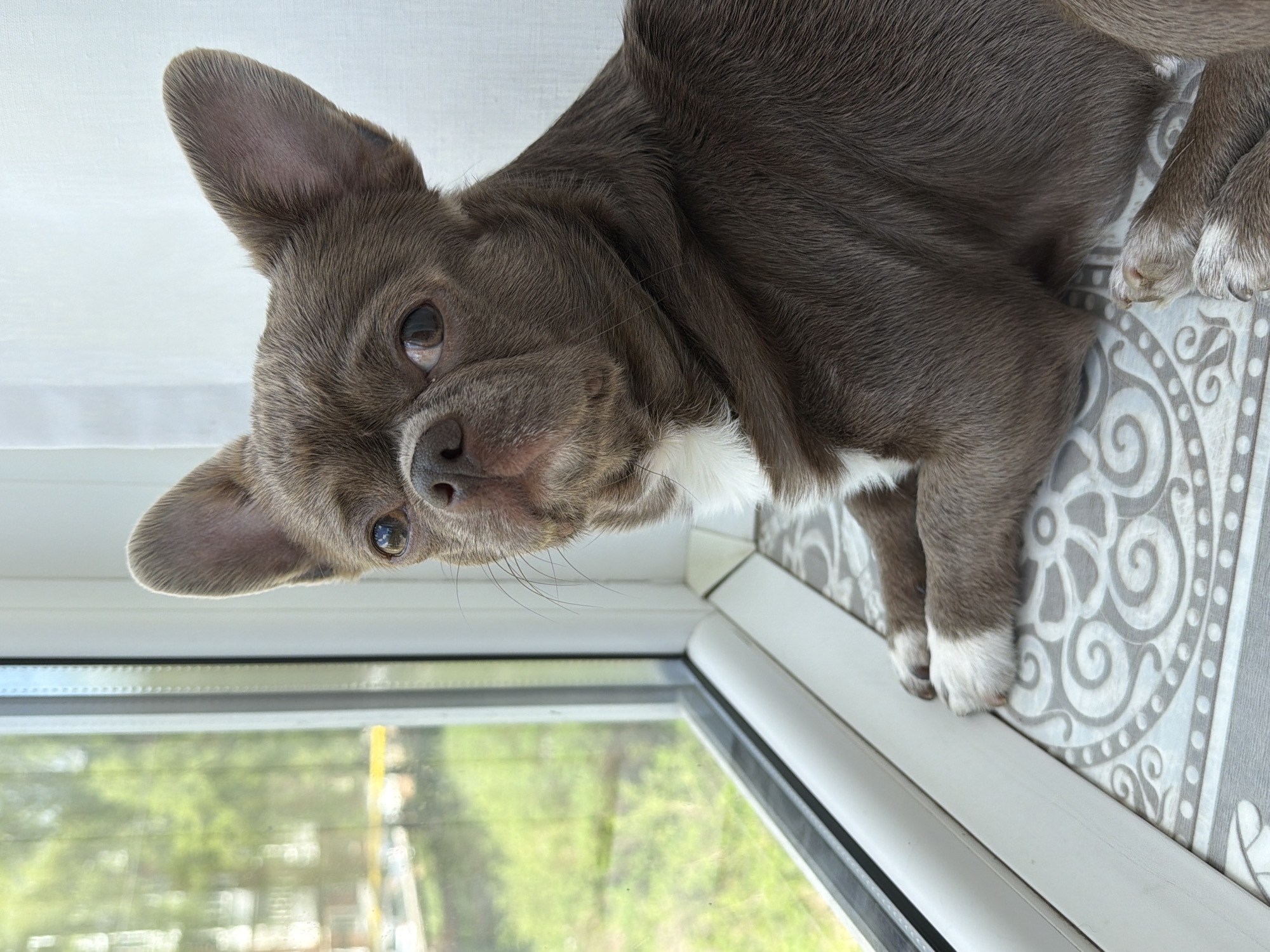 A small, short-haired, brown and white Chihuahua dog lies on a windowsill. The windowsill has a gray patterned design. The dog is partially visible, with its head, chest, and front paws in the frame. The dog is looking toward the camera. Through the window is a view of green trees. The image was likely taken in a city location, as suggested by the presence of the windowsill and window. However, without additional evidence, it is not possible to confirm if the image was taken in Votkinsk, Russia.