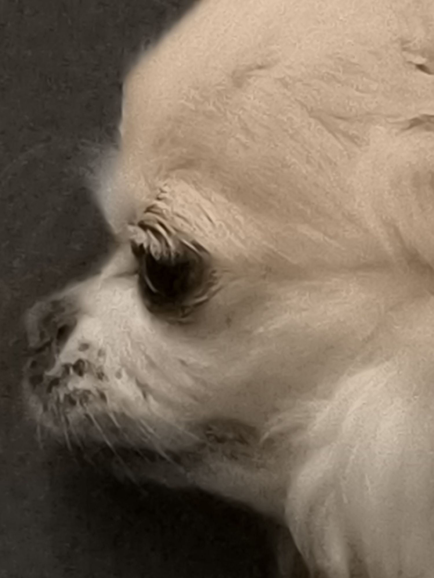 The image is a close-up, side-view portrait of a light-colored dog's face. The dog's fur is light beige or cream-colored. Its eye is visible on the left side of the image, appearing dark with some lighter reflections. The muzzle area is also visible, with some darker speckling or pigmentation on the nose and around the mouth. The background is dark and out of focus, suggesting a low-light environment or a plain backdrop. There is no discernible location within the city of Klaipėda, Lithuania, depicted in this image. The image focuses solely on the dog's facial features.