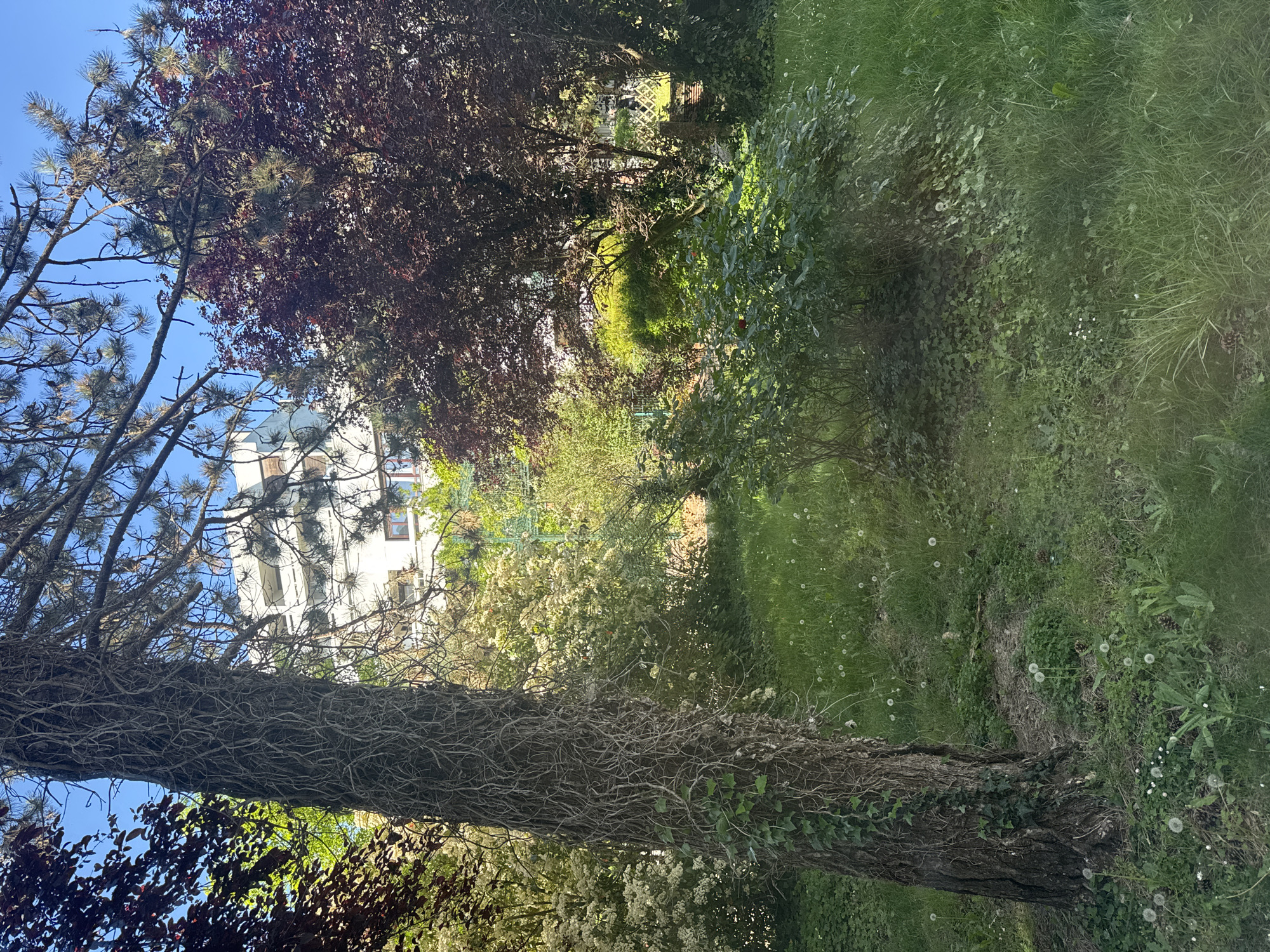 The image presents a view of a park or garden setting in Les Ulis, France. The dominant feature is a large tree trunk in the foreground covered with ivy. Behind the tree, there is a building with white walls, partially visible. The foliage is dense, including trees with green and red leaves. The ground is covered with grass and plants, suggesting an unkempt or wild garden look. The sky is visible in the upper left corner and is blue. There are no visible people or animals.