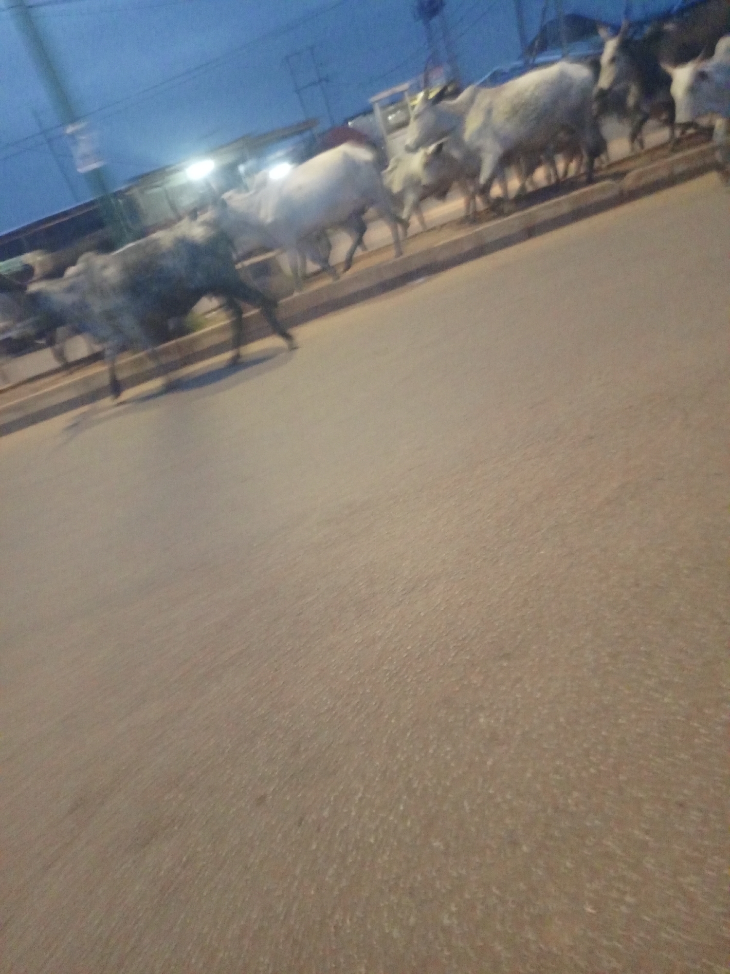 A herd of cattle is crossing a paved road in Bukuru, Nigeria. The animals are walking from right to left in the frame, with a mix of light and dark colored cattle visible. The road appears to be a two-lane street with a curb on the right side. In the background, there are some structures that appear to be shops or market stalls, illuminated by artificial lights. The sky is a dusky blue, suggesting it is either early morning or late evening. The image is blurry, indicating movement or a low-quality camera.