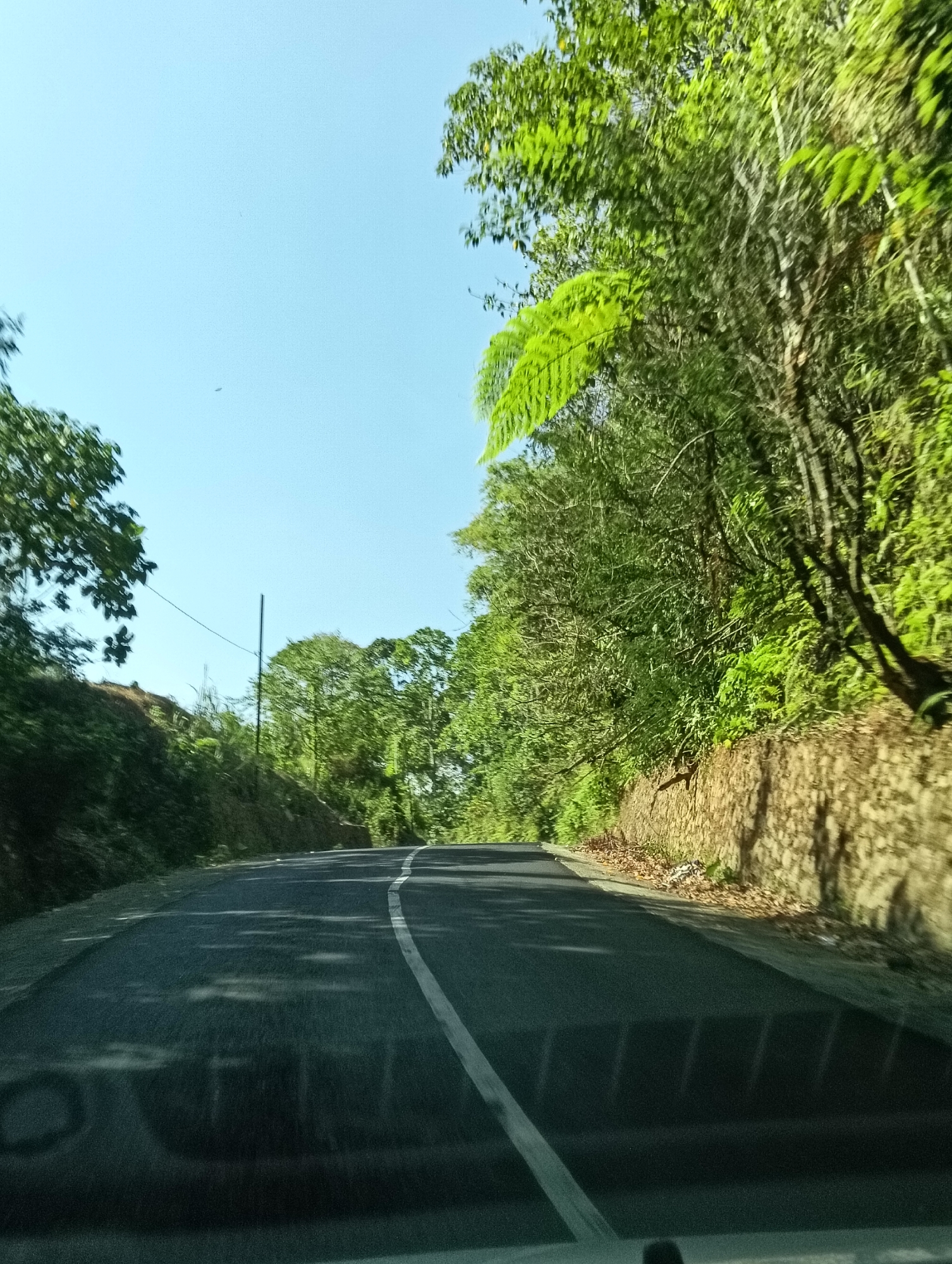 A curving asphalt road with a white line marking the center is visible in the foreground of the image. Lush green trees and foliage flank both sides of the road, with a retaining wall made of rough stones visible on the right side. The sky above is clear and blue. The image appears to be taken from a moving vehicle, as indicated by the motion blur and the reflection of the vehicle's interior on the road surface. There are no people or animals visible in the scene. The overall impression is of a scenic drive through a natural environment.