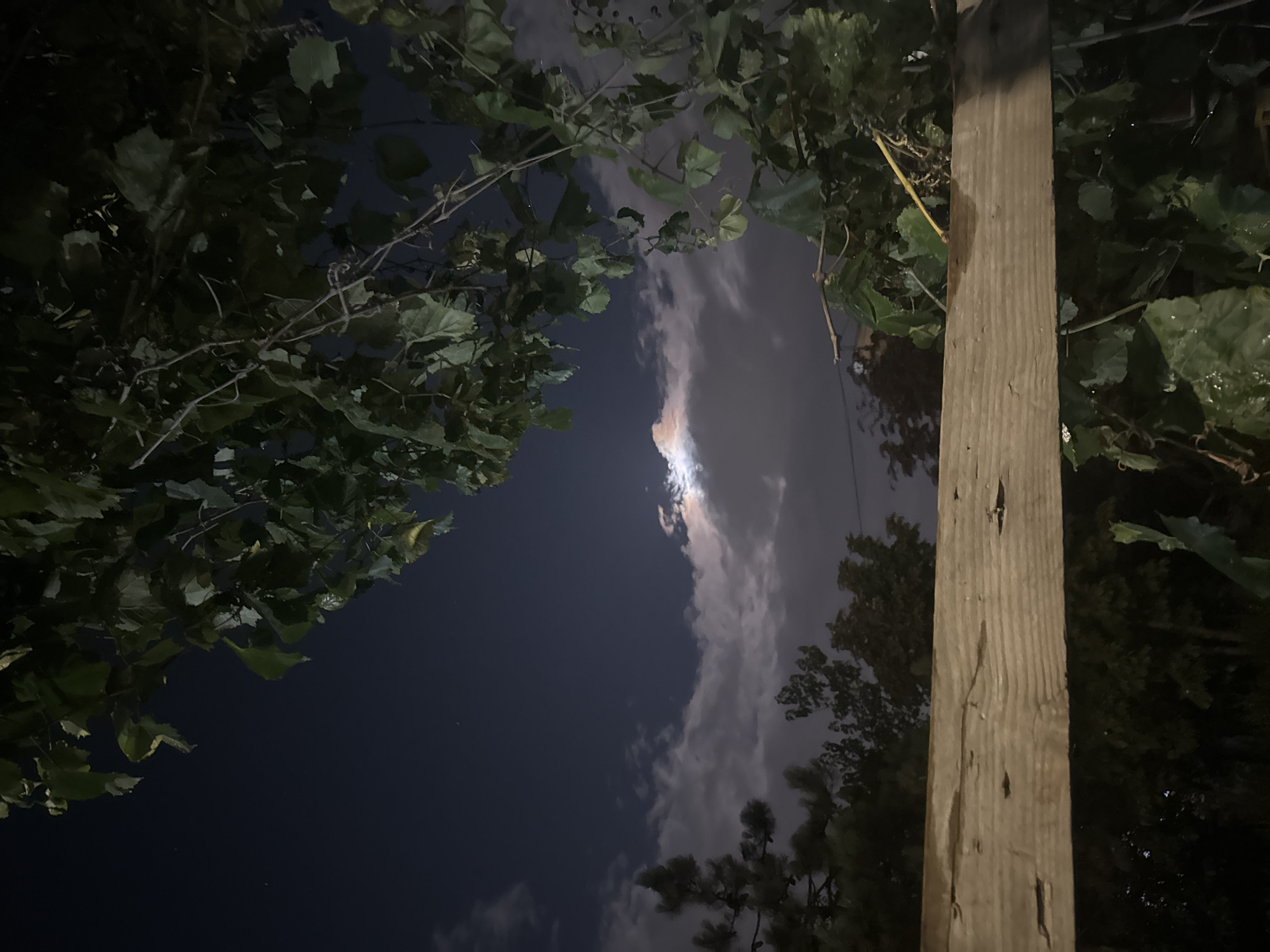 The image depicts a nighttime scene, with a dark blue sky illuminated by a partially obscured moon behind scattered clouds. In the foreground, a wooden plank runs horizontally across the frame, its rough texture and visible grain suggesting it's part of a fence or railing. Lush green foliage, likely from trees or vines, hangs over the plank and extends into the upper right portion of the image. The background reveals the silhouettes of trees and other vegetation, indicating an outdoor setting. The overall atmosphere is serene and natural. The location is identified as Gebze, Turkey.