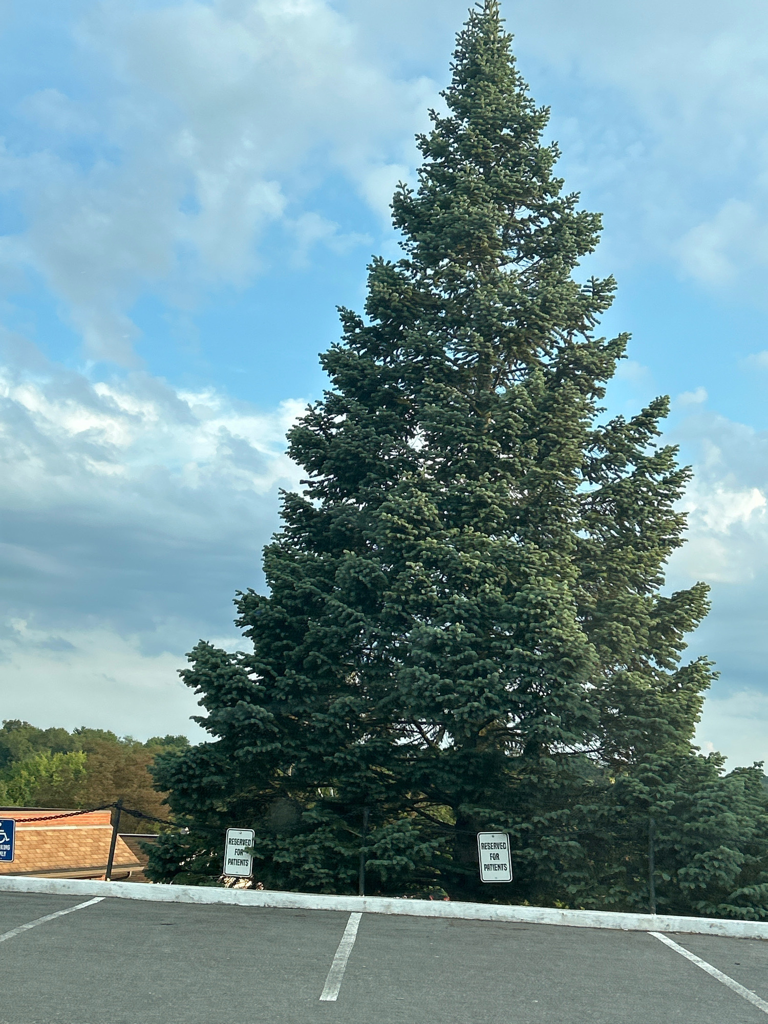 A tall evergreen tree dominates the frame, its dense, dark green foliage reaching towards a sky filled with scattered white clouds and patches of blue. In the foreground, a paved parking lot is visible, marked with white lines indicating parking spaces. To the left of the tree, a portion of a brick building with a chain-link fence in front of it is visible, along with a blue and white sign depicting the International Symbol of Access. Two white signs with black lettering are placed near the base of the tree, one reading "RESERVED FOR PATIENTS." The overall scene depicts an outdoor area, likely a parking lot adjacent to a building, with a prominent evergreen tree under a cloudy sky. The location is specified as Robinson Township, United States of America.