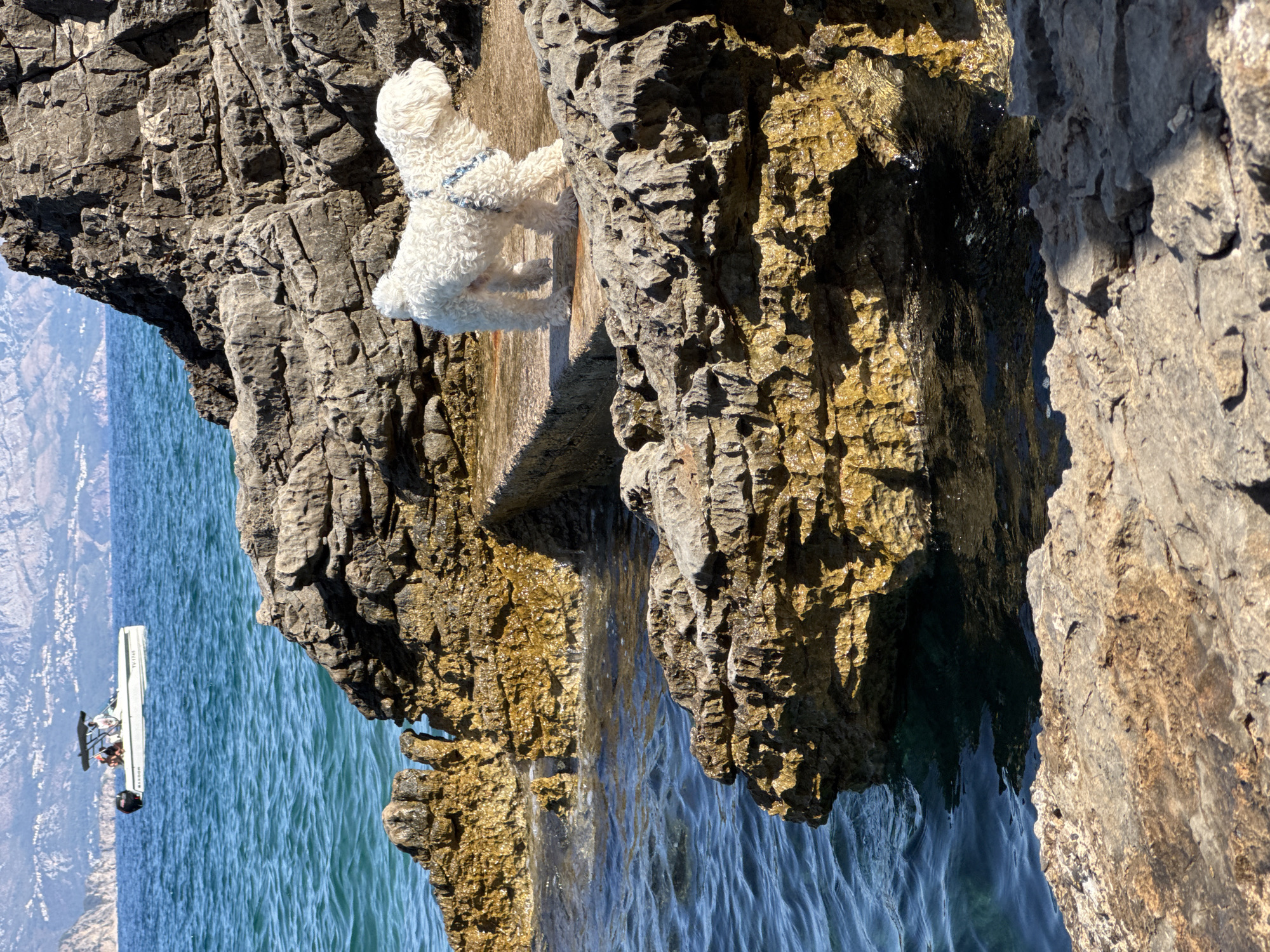 In Dubraljevina, Montenegro, a white poodle stands on a rocky outcrop by the Adriatic Sea. The dog, wearing a blue harness, faces right, observing the water. The sea is a vibrant turquoise, with gentle waves lapping against the rugged, sun-drenched rocks. In the distance, a white motorboat with two people onboard cruises on the blue water, with hazy mountains forming the backdrop. The scene captures a serene coastal moment.