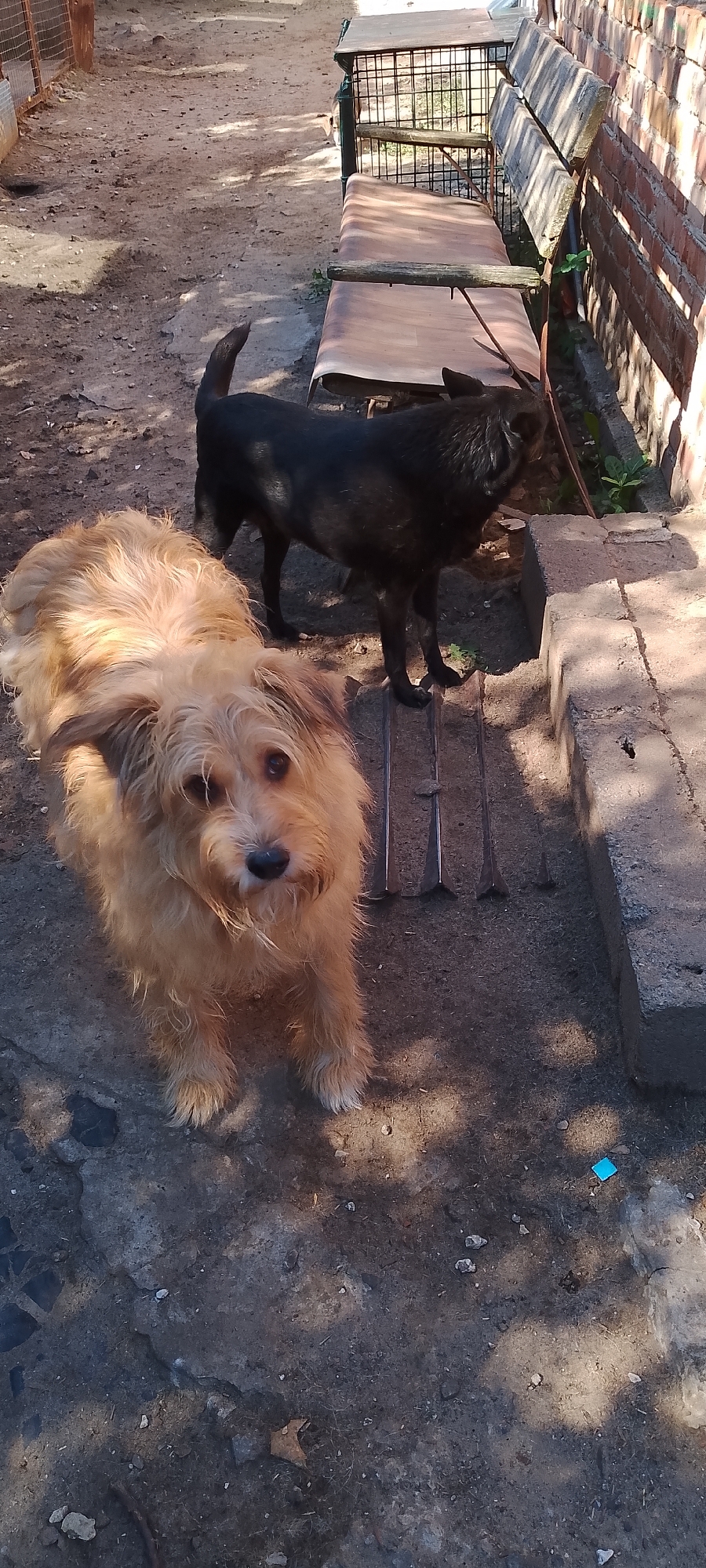 The image depicts an outdoor scene with two dogs. In the foreground, a medium-sized, light brown, scruffy dog is looking directly at the camera. Behind it, a smaller, black dog is standing and facing away from the camera. The ground is a mix of dirt and concrete. To the right, there is a brick wall and a wooden bench with a metal frame. The environment appears to be a backyard or a similar outdoor area. There is no discernible information within the image to suggest a specific location in Belgorod, Russia.