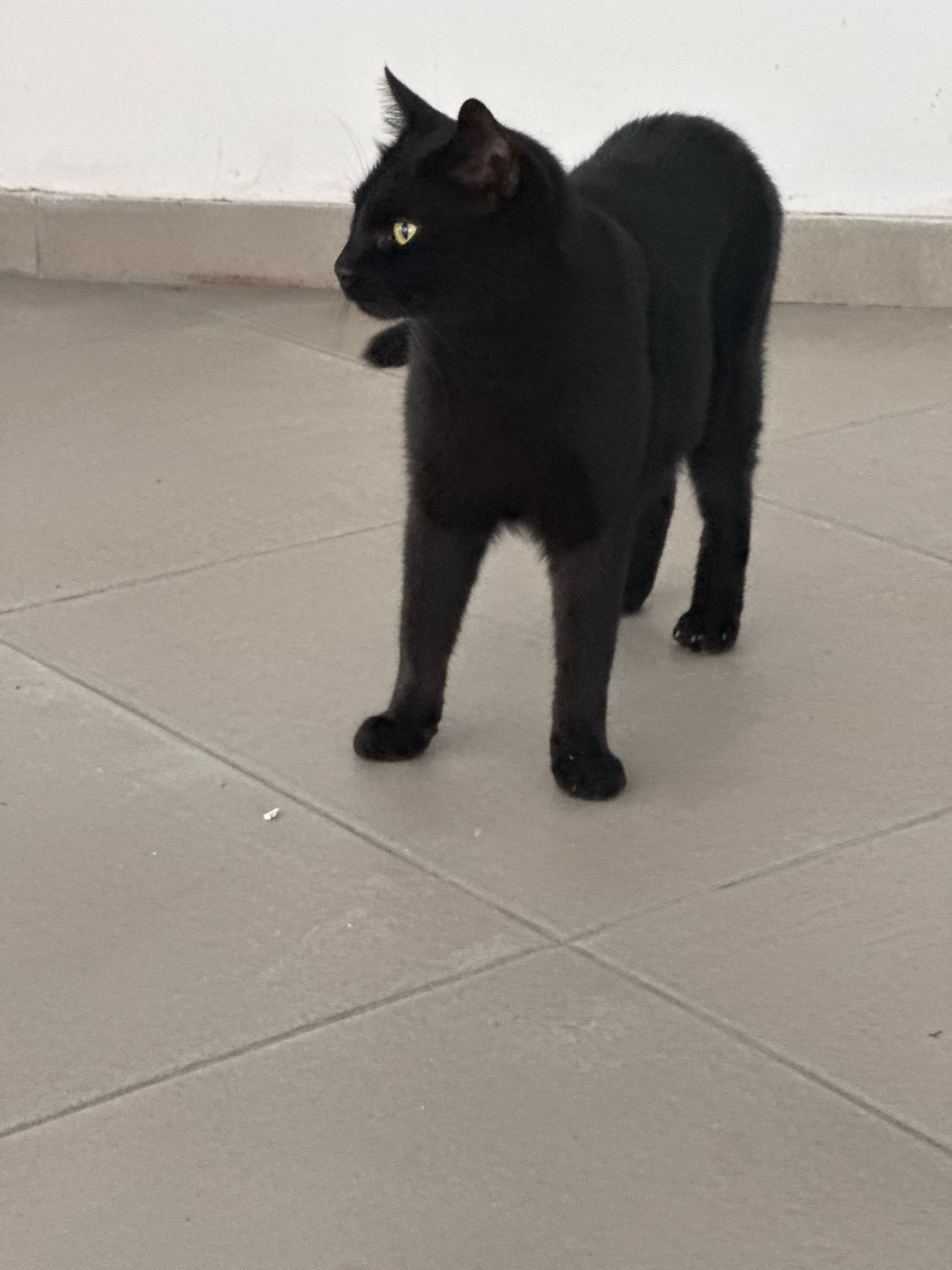 A black cat is standing on a tiled floor, facing left. The cat's body is arched, and its tail is slightly raised. The floor is made of light gray tiles. In the background, there is a white wall with a horizontal beige band near the bottom. The lighting appears to be artificial, casting soft shadows. The scene is indoors, possibly in a residential or commercial building in Agios Tychona Community, Cyprus.