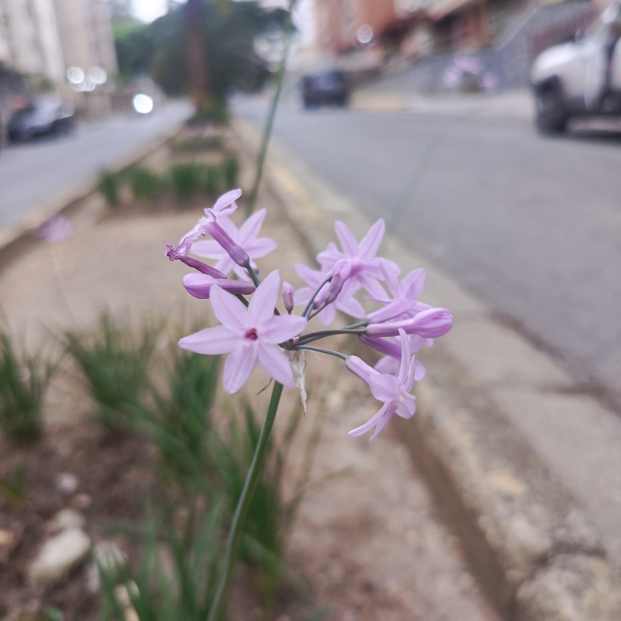 The image shows a cluster of small, star-shaped, pale purple flowers in the foreground, with a blurry urban background. The flowers are the main subject, with delicate petals and thin stems. Behind them, a street can be seen, with a few blurred vehicles. The environment suggests a sidewalk area with some greenery, typical of a city setting. The image quality is somewhat soft, with a shallow depth of field that blurs the background. The location is identified as Los Teques, Venezuela. The scene appears to be a candid shot, capturing a moment of nature within an urban landscape.
