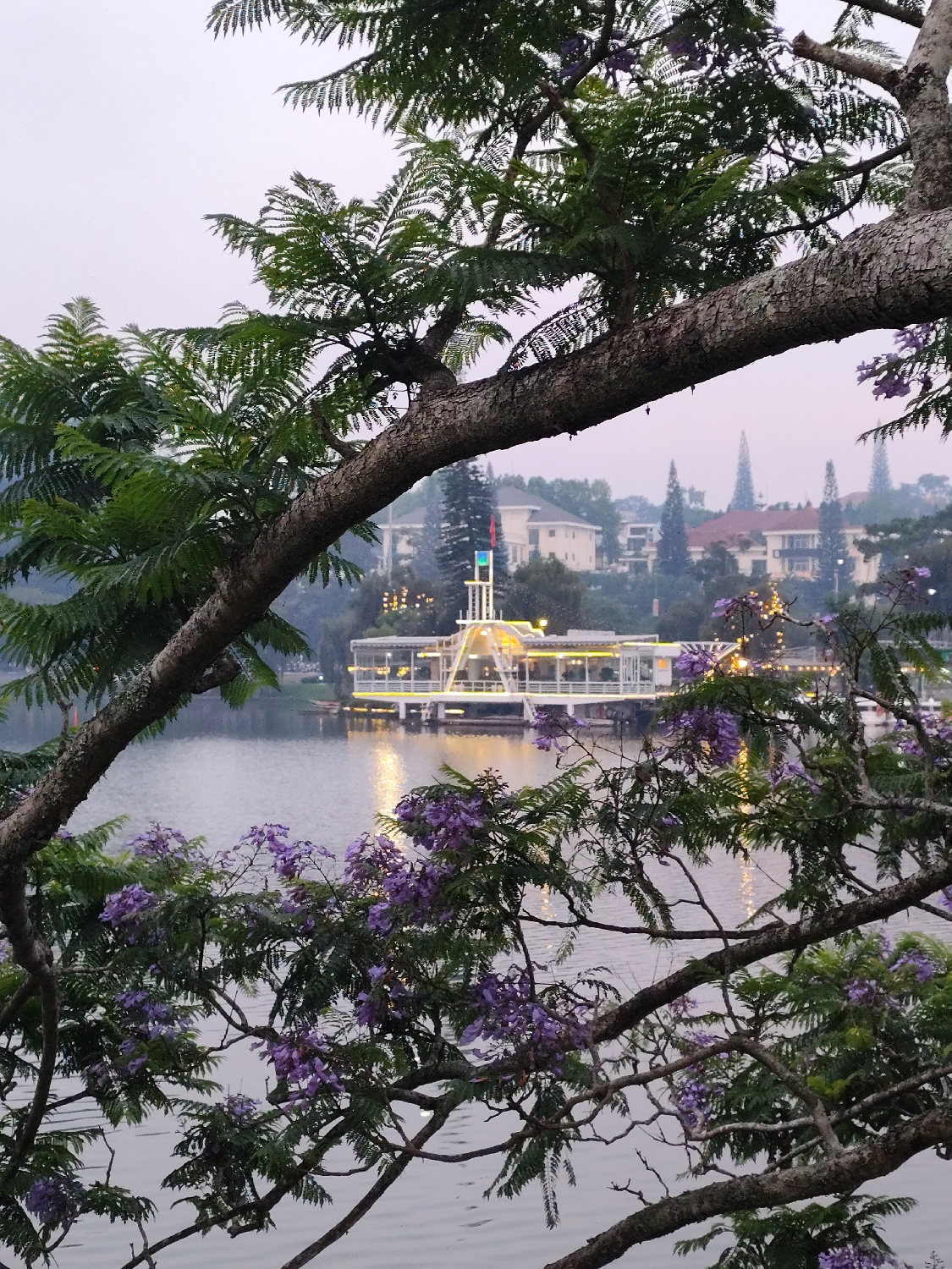 The image presents a serene scene of a lake in Da Lat, Vietnam, viewed through the branches and foliage of a large tree, likely at dusk or early evening. The foreground is dominated by a thick, gnarled tree trunk and its leafy branches, some of which are adorned with clusters of vibrant purple flowers, possibly from a Jacaranda tree. These elements frame the view, creating a natural window to the scene beyond.
The tranquil surface of the lake occupies the mid-ground, reflecting the soft, diffused light from the sky and the artificial illumination from a prominent structure. This structure, a large, multi-tiered white building resembling a boat or floating restaurant, is brightly lit with warm yellow and white lights, casting a glow across the water. A tall, mast-like element with smaller colored lights, including green and red, rises from its center.
In the background, the distant shore reveals a landscape of rolling hills dotted with residential buildings, characterized by light-colored walls and dark or reddish roofs. Scattered among these homes are numerous trees, including distinctive tall, conical evergreens, likely pine trees. The sky above is a soft, hazy gray, transitioning to a subtle pinkish tint, suggesting either a late evening or early morning light. The overall mood is peaceful and calm, with no explicit human activity visible. There is no discernible text present in the image.