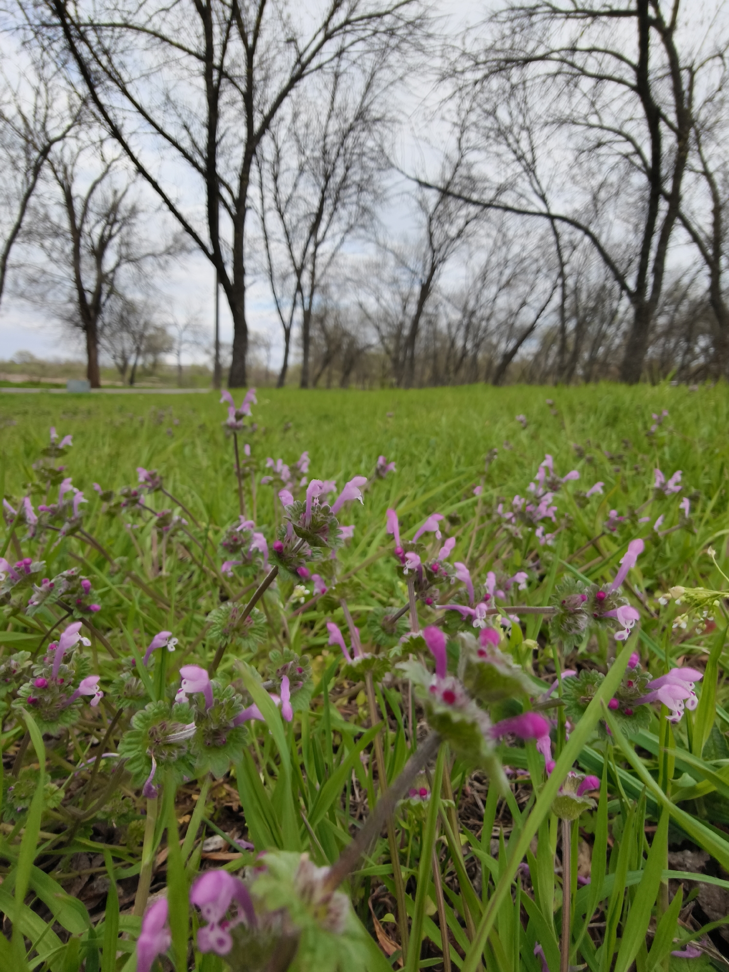 This image presents a low-angle view of a natural outdoor setting, likely a park or field, during early spring. In the immediate foreground, a dense carpet of vibrant green grass is interspersed with numerous small, tubular pinkish-purple flowers, possibly a species of dead-nettle, which are in sharp focus. The camera's perspective is close to the ground, looking up through the flora.
The midground features an expansive area of lush green grass, suggesting a wide open space. In the background, a cluster of deciduous trees stands prominent, their dark, bare branches forming intricate silhouettes against a bright, overcast sky. The absence of leaves on the trees indicates either late winter or early spring, consistent with the fresh green grass and blooming flowers.
There are no people or man-made structures visible, emphasizing the natural beauty of the scene. The diffused lighting, characteristic of a cloudy day, lends a soft and serene ambiance to the landscape. The overall impression is one of peaceful natural renewal. The location is a natural area in Kryvyi Rih, Ukraine. No visible text is present in the image.