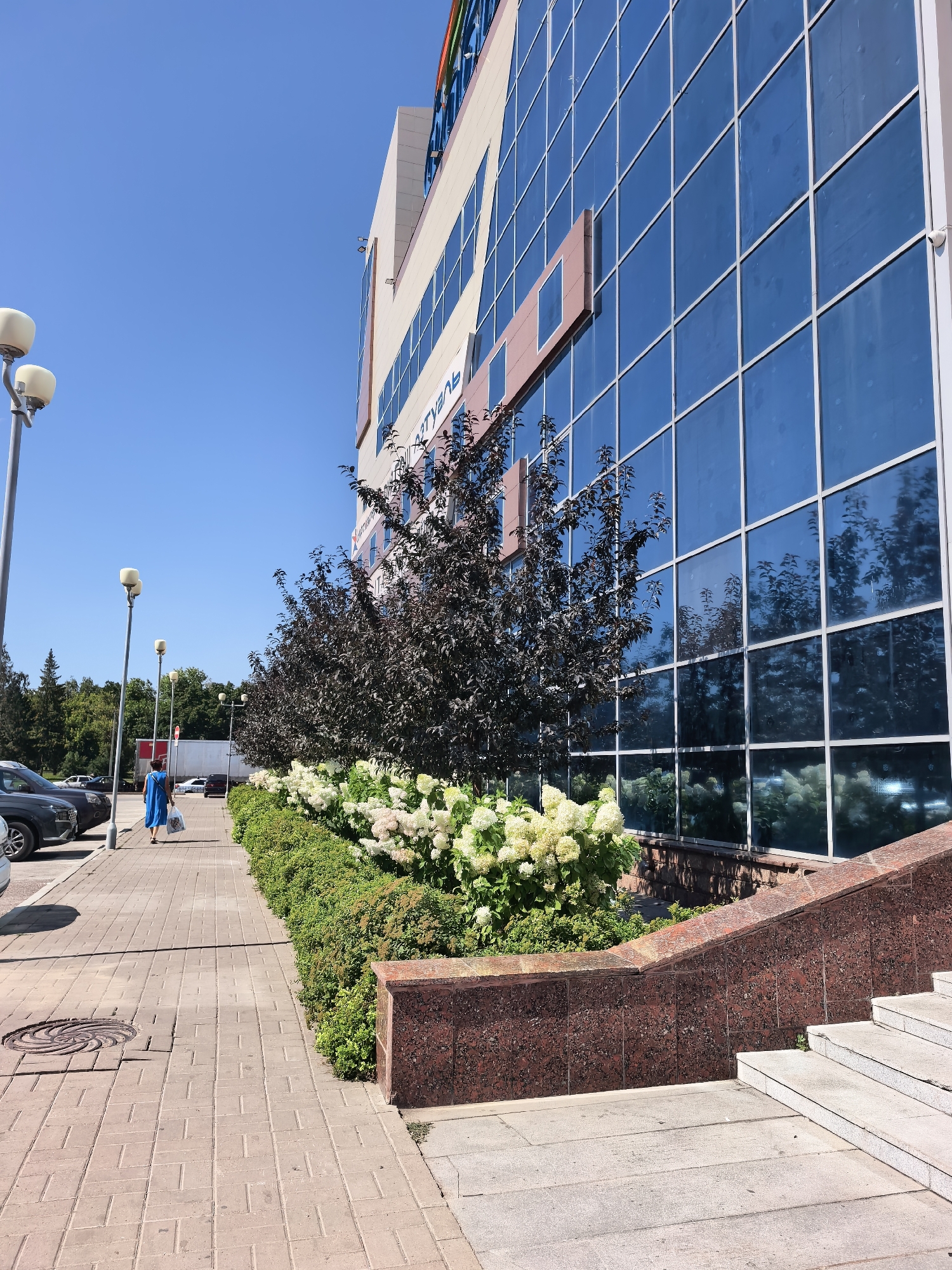 The image depicts a sunny day in Sterlitamak, Russia, focusing on the exterior of a modern commercial building. The building features a facade of large, blue-tinted glass windows, reflecting the sky and surrounding trees. A portion of the building's upper sections is visible, with a cream-colored exterior and accents of reddish-brown panels. Signage with blue lettering is partially visible on the building.
In the foreground, a paved sidewalk made of light brown rectangular bricks runs alongside a manicured garden bed. The garden is densely planted with low green shrubs and features clusters of large, white hydrangea flowers. Dark-leaved trees are also planted in the garden. To the left of the sidewalk, cars are parked in a lot.
A woman in a blue dress is walking away from the camera on the sidewalk, carrying two white shopping bags. She is walking past a street lamp with three spherical lights. Further down the sidewalk, other street lamps are visible, along with trees and more parked vehicles. A large white truck is parked in the distance.
The scene includes architectural elements such as a granite-clad retaining wall and a set of concrete stairs leading up to the building. The sky is clear and bright blue. The overall impression is one of a well-maintained urban commercial area on a pleasant day.