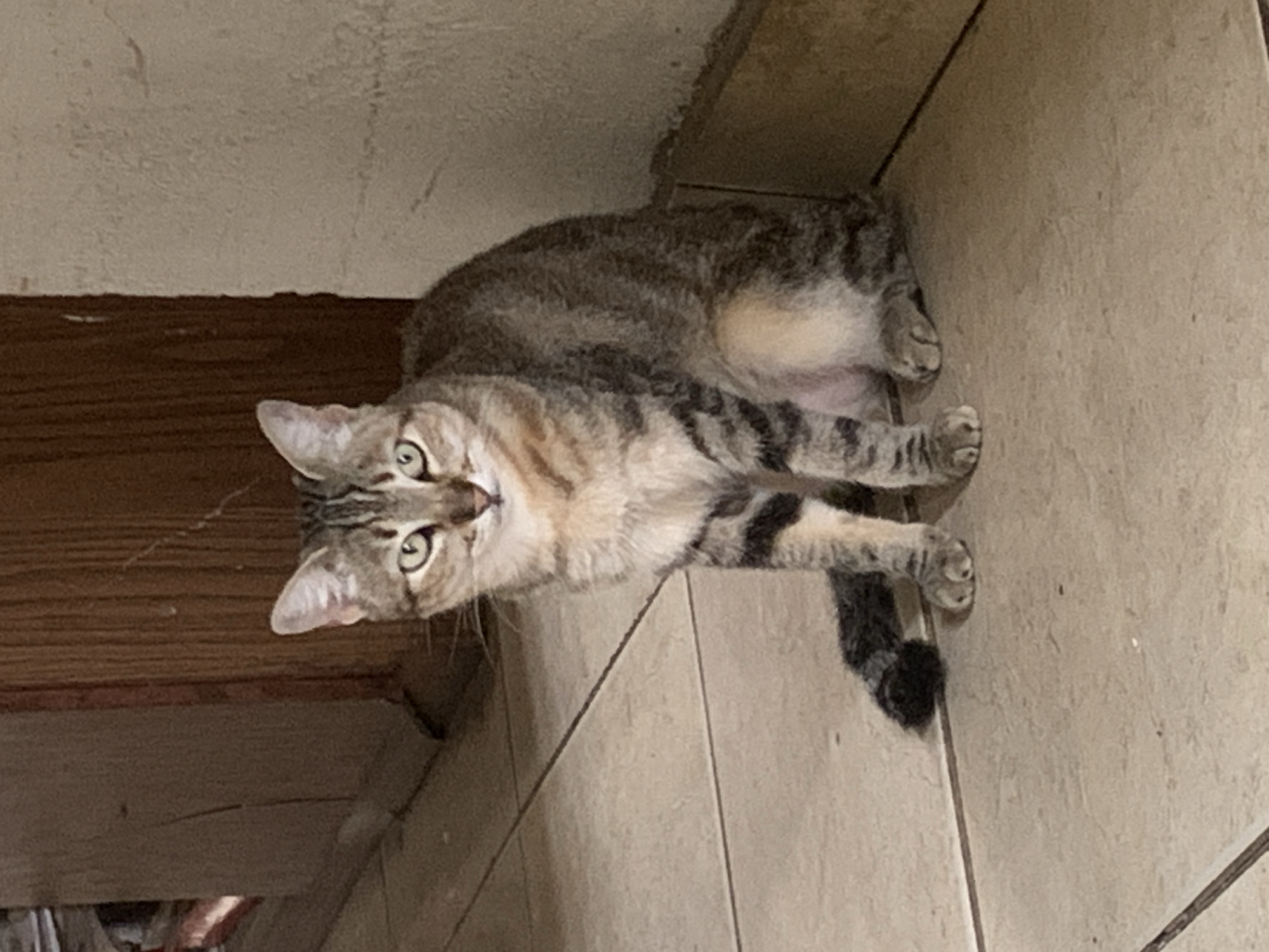 This indoor photograph, taken in Santa Ana, Venezuela, captures a domestic tabby cat lying on a tiled floor. The cat, with a mix of grey, brown, and cream fur and distinctive dark stripes, has light green eyes and is looking directly at the camera with a curious and attentive expression. Its head is slightly tilted, and its body is stretched out on the light-colored, possibly beige or light grey, tiled surface. Dark grout lines are visible between the tiles.
To the left of the cat, a dark brown wooden or wood-paneled surface extends vertically, with a lighter, textured wall section above it. The cat's posture suggests it is either in a relaxed, resting state or a low crouch. Its lighter-colored belly is visible, and its striped tail is curled around its hindquarters. The lighting in the scene is ambient, indicating it's likely indoors, and no specific time of day or weather conditions can be inferred. The focus is entirely on the cat, with no other discernible objects, people, or text present in the frame.