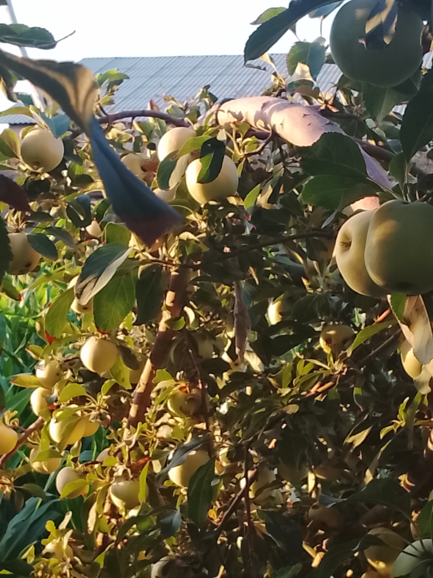 The image depicts a close-up view of an apple tree with several green and yellow apples visible among the leaves. The apples are in various stages of ripeness, with some appearing fully grown and others smaller. The tree branches are dense with foliage, and some sunlight filters through, creating highlights and shadows on the fruit and leaves. In the background, a sloped, grey roof of a building is visible, suggesting an outdoor setting. The overall impression is one of a fruit-bearing tree in what appears to be a garden or orchard.