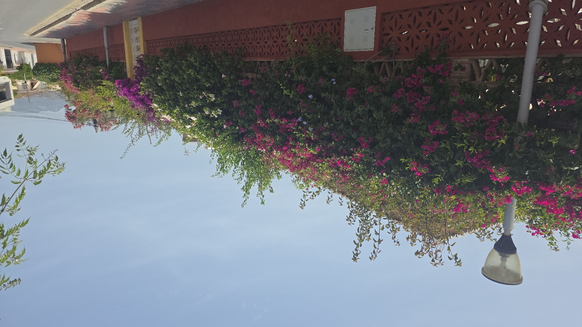 The image shows a street scene in Almuñécar, Spain, characterized by a vibrant display of bougainvillea flowers. In the foreground, a red decorative wall with a patterned cut-out design runs horizontally across the frame. A white electrical box is mounted on this wall. A light pole with a translucent globe is positioned to the left, partially obscured by dense green foliage and bright pink bougainvillea. The flowers cascade over the wall and extend upwards, creating a lush and colorful canopy.
Beyond the wall, a street is visible to the right, with a sidewalk and a road. Several buildings with terracotta roofs and white facades line the street, suggesting a residential area. The background features a hazy mountain range under a clear blue sky, indicative of the Mediterranean climate. The overall impression is one of a sunny day in a Mediterranean coastal town.