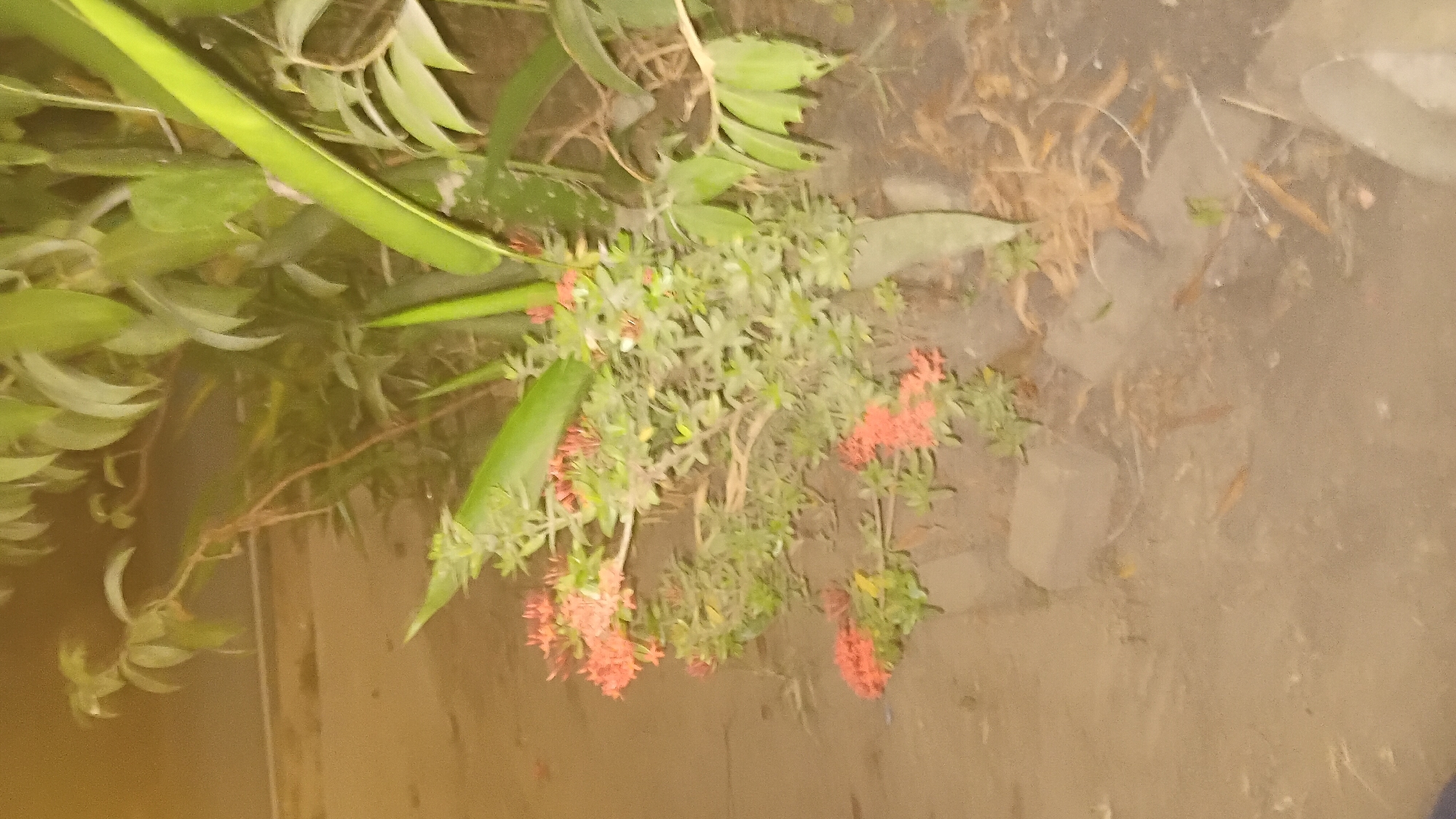 The image depicts a small cluster of flowering plants with small, bright red-orange blooms, set against a backdrop of greenery and dry soil. The plants appear to be growing in a somewhat unkempt area, with visible brown leaves and twigs on the ground. In the foreground, there are a few rough, unevenly placed bricks. The lighting suggests it might be evening or a dimly lit area. The overall impression is of a natural, outdoor setting, possibly a garden or a roadside verge, in Prabumulih, Indonesia. There are no people or animals visible in the frame.