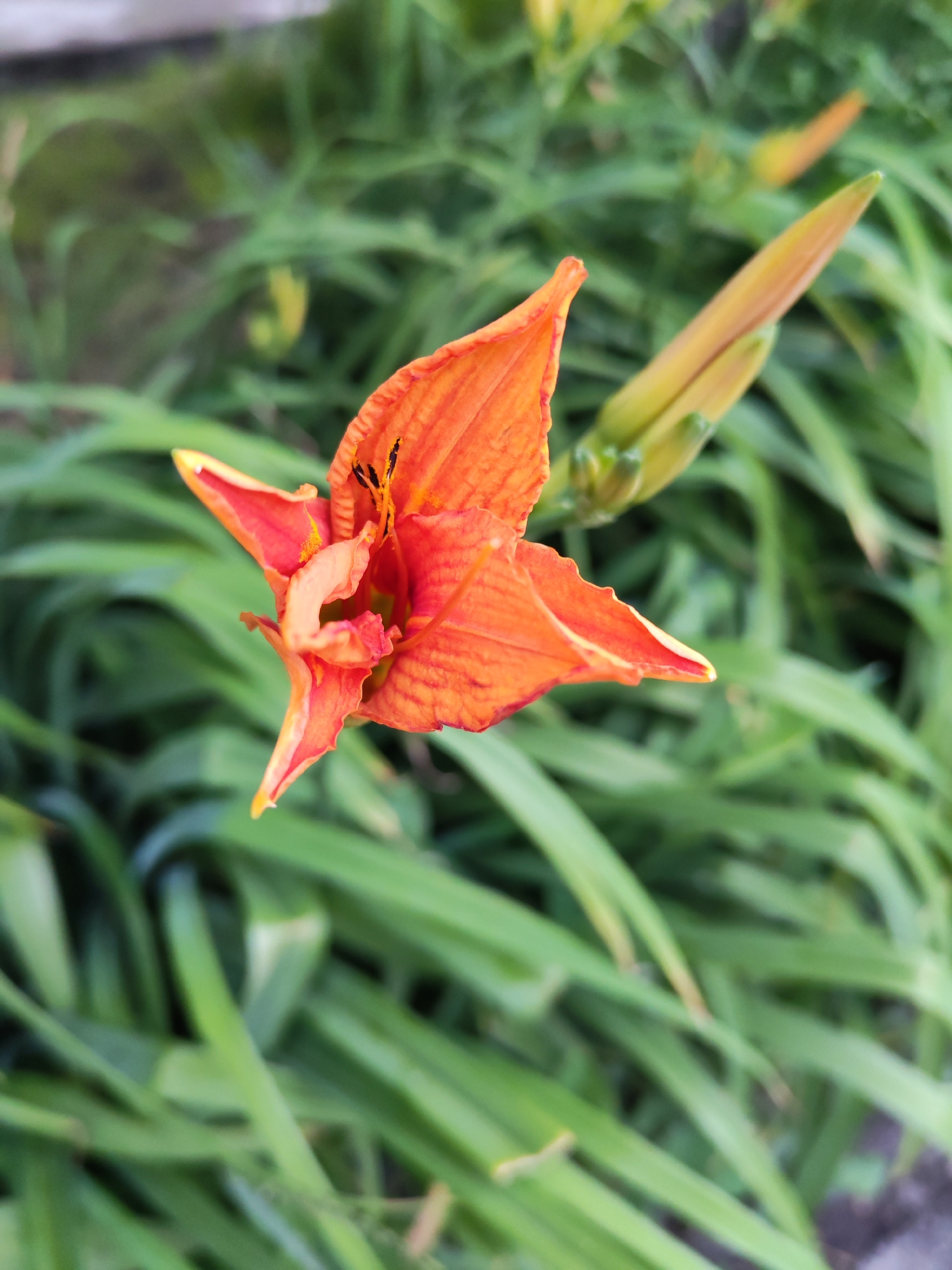 A close-up, top-down shot features an orange daylily in focus against a blurred background of green foliage. The flower's petals are partially unfurled, revealing its stamens. To the right of the main flower, a bud is visible, also in focus. The scene appears to be in a garden setting.