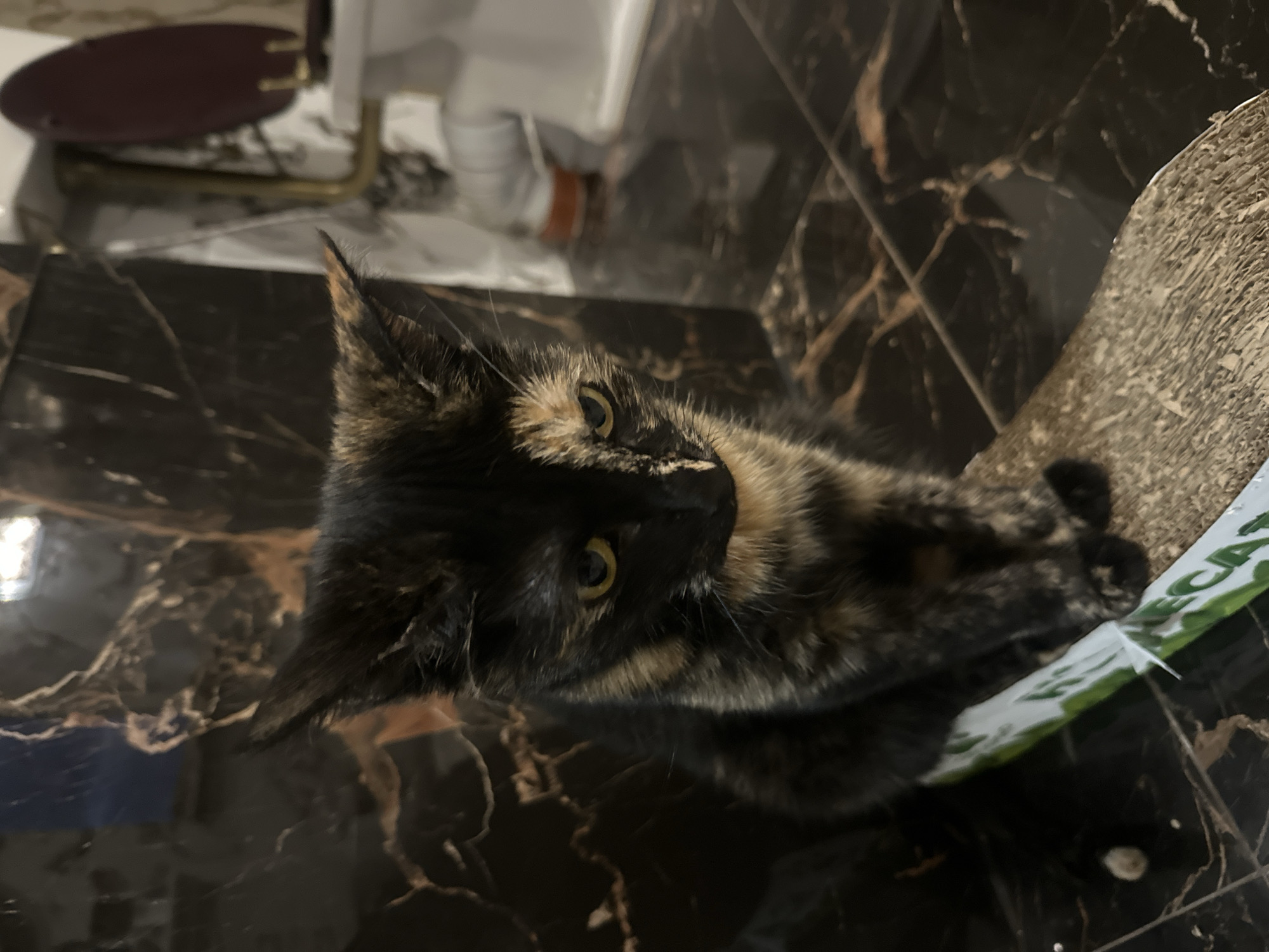 A tortoiseshell cat with black, orange, and tan markings sits on a scratching post in front of a dark, marble-patterned tiled wall. The cat is facing slightly to the right, with its head tilted down and its yellow eyes looking towards the viewer. Its fur is short and appears slightly disheveled. The scratching post is made of a rough, fibrous material and has some green and white lettering visible on it. In the background, a white toilet and a wall-mounted faucet are partially visible, suggesting the location is a bathroom. The lighting is dim, casting shadows. No people are present in the image. The scene is set indoors, and there is no indication of a specific location within the city of Virki, Russia.