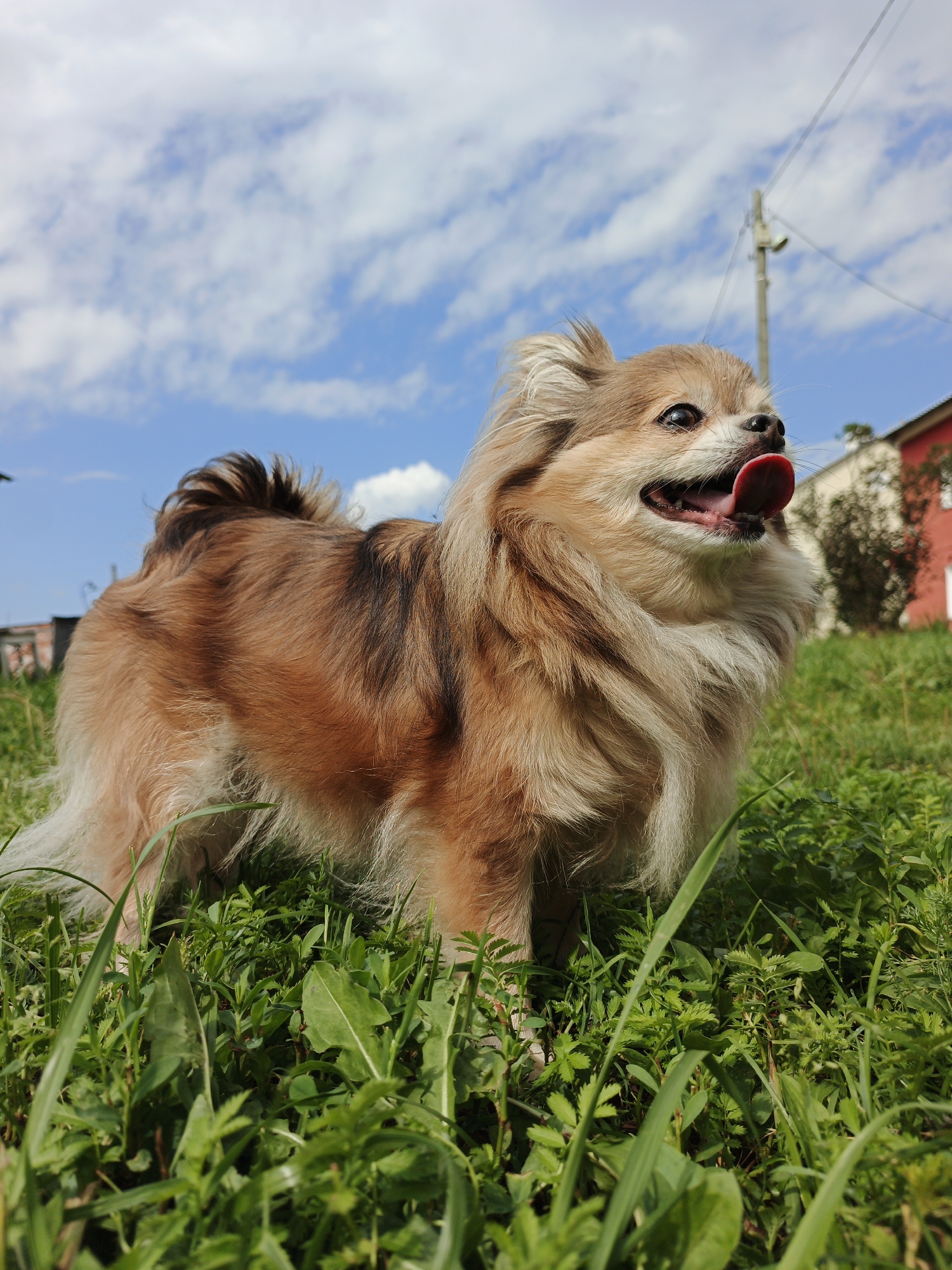 A tan and brown long-haired dog is standing in a grassy field under a blue sky with scattered white clouds. The dog is looking to the right with its tongue sticking out. There are buildings and a utility pole in the background. The scene is located in Medvedyovka, Russia.