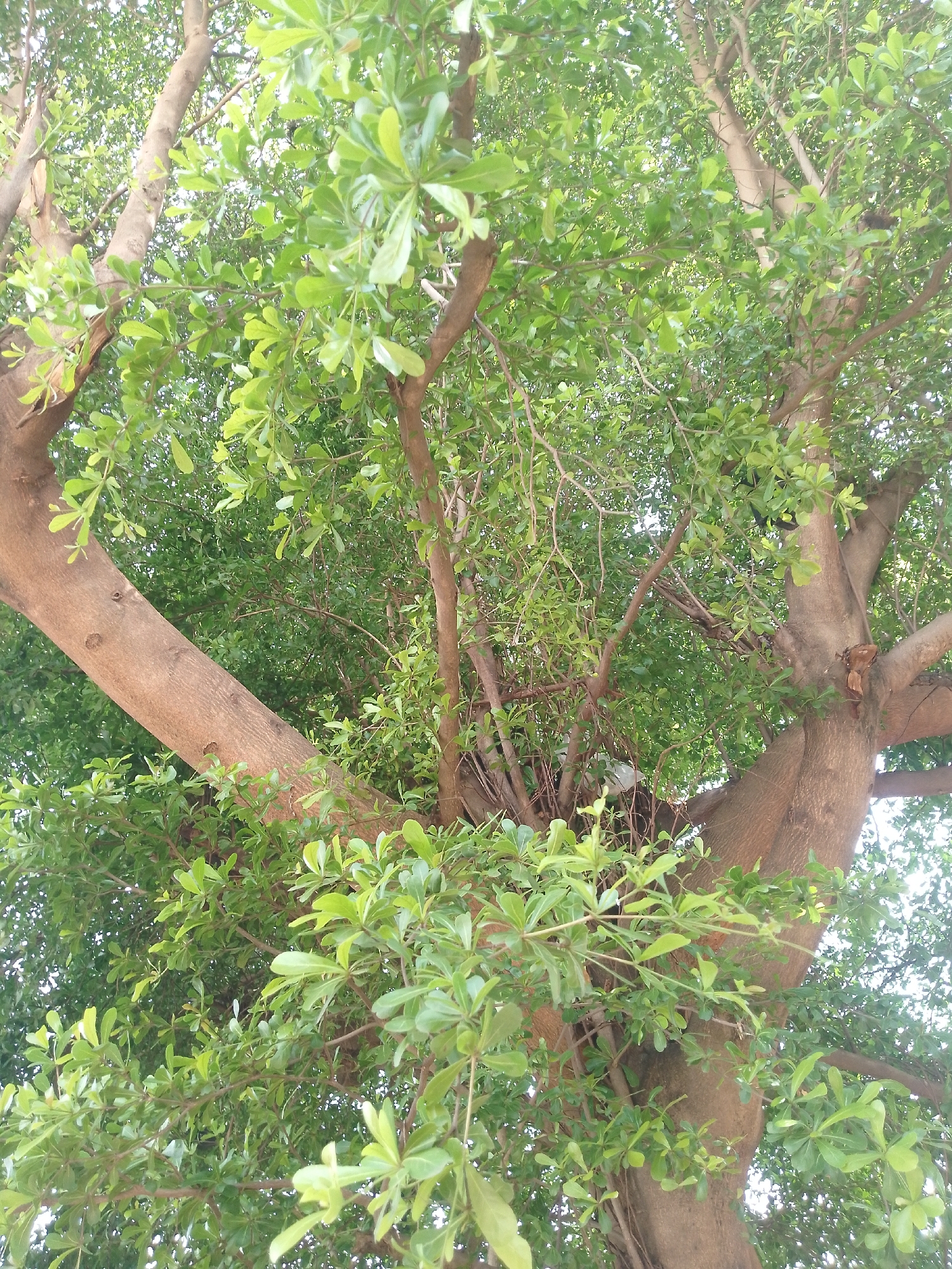 This is a low-angle, close-up, outdoor shot of the canopy of a large tree in Serti, Nigeria. The tree has thick, brown bark and is densely covered with vibrant green leaves. Sunlight filters through the leaves, creating a dappled lighting effect. There are no people visible in the image. The environment appears to be natural, possibly a park or a garden, with the focus solely on the tree's foliage and structure.