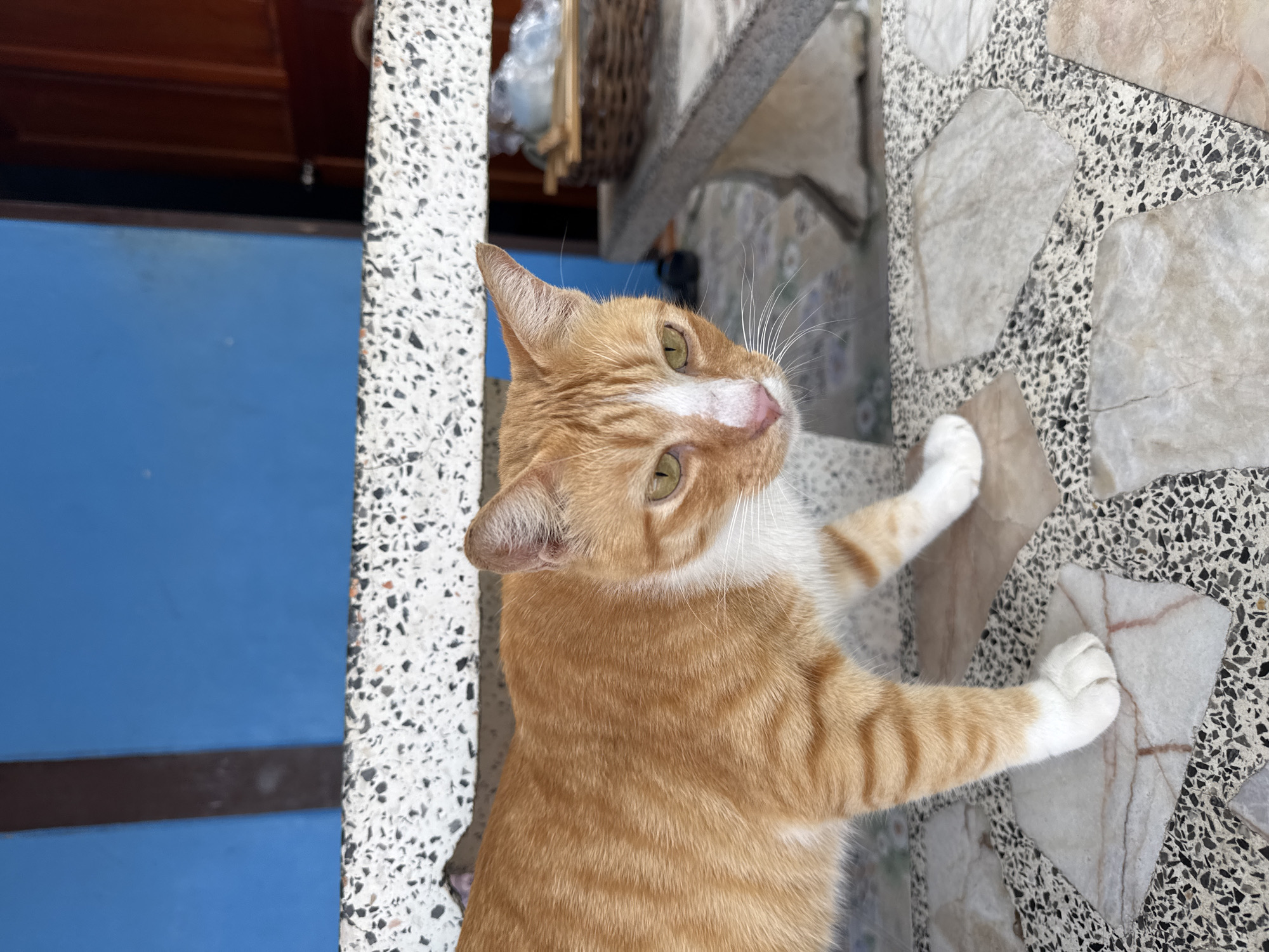 An orange tabby cat with white paws and chest stands on a mosaic tile floor. The cat is looking to the right, with its head tilted slightly. In the background, a blue wall with a dark vertical stripe is visible, along with a wooden door and a woven basket on a stone bench. The scene appears to be outdoors in a residential area, possibly in Rawai, Thailand, given the tropical light and building style.