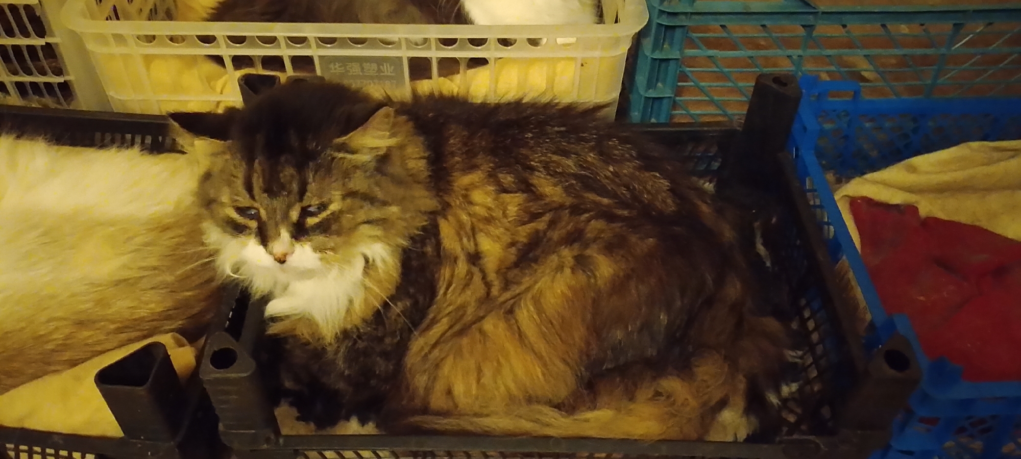 A fluffy, long-haired cat with tabby markings and white fur around its chest and muzzle is curled up inside a black plastic crate. The cat's eyes are partially closed, and it appears to be resting. The crate is placed in front of other crates, one of which is blue and contains a red and yellow cloth. The background shows additional plastic crates, suggesting a storage or shelter environment. The scene is dimly lit. The image is tagged with "Belgorod, Russia," implying this location as the setting.