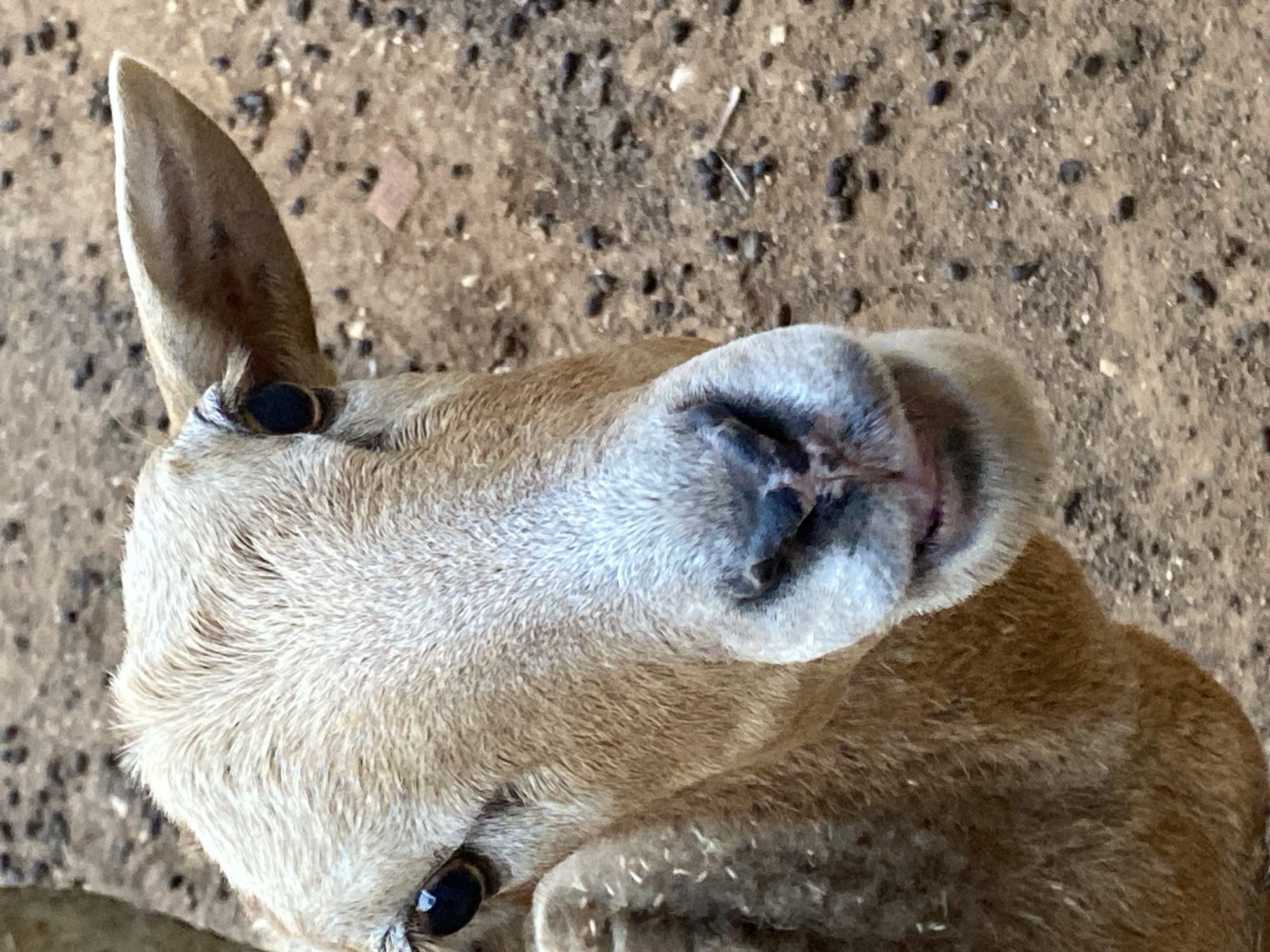 The image shows a close-up of an animal, likely a deer or related species, viewed from above. The animal has light brown fur, with white fur around its nose and mouth. Its eyes are dark and shiny. One ear is visible, pointed upwards. The background is a dirt or sandy surface with scattered debris. The location is Tinaquillo, Venezuela.