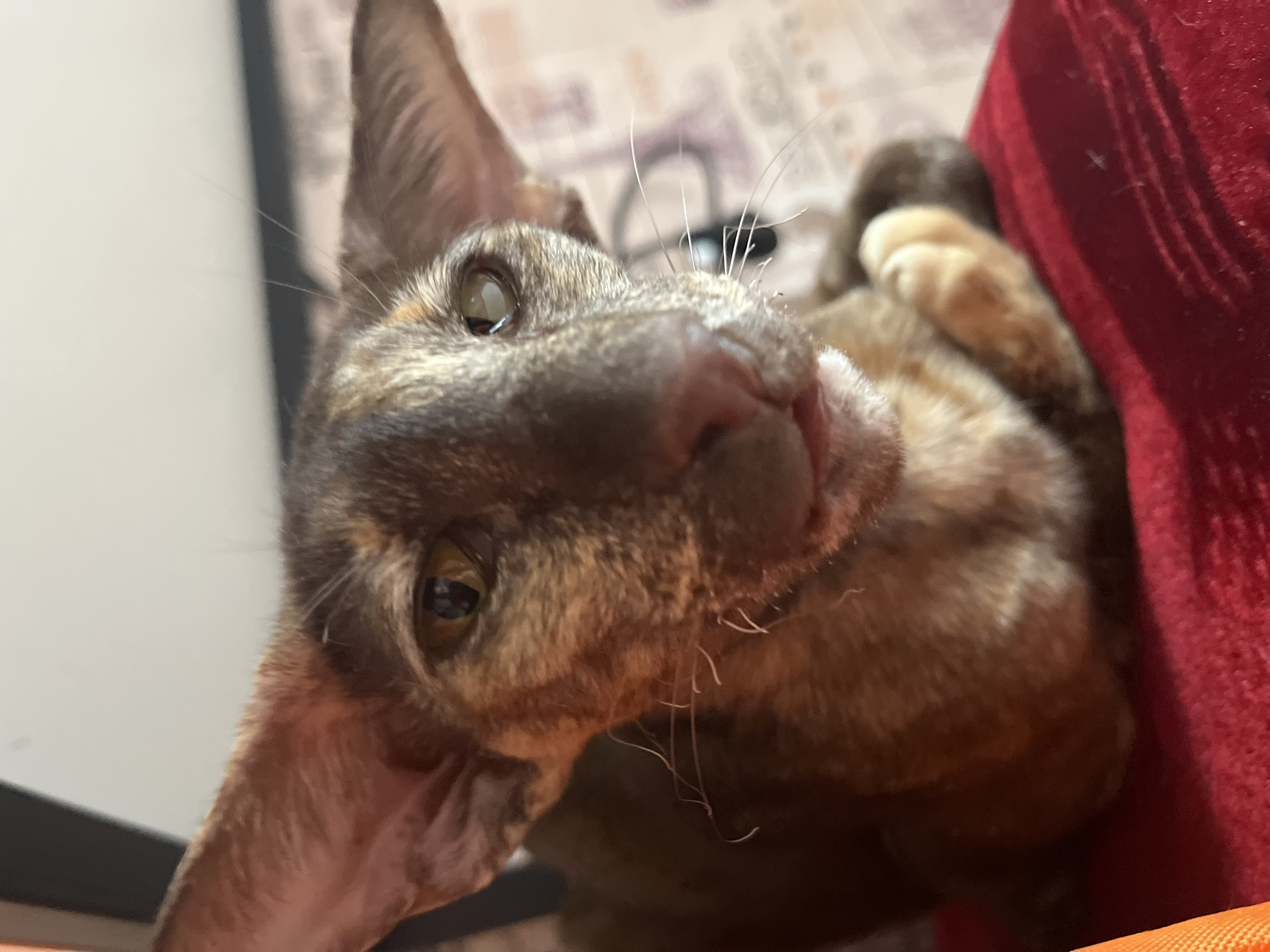 A close-up, worm's-eye view captures a domestic cat lying on its back or side, looking directly at the camera. The cat has a striking tortoiseshell coat, featuring mottled patches of brown, tan, and darker shades across its short, sleek fur. Its prominent features include very large, pointed ears that stand tall, and expressive, light amber-colored eyes that are wide and focused, reflecting a hint of light.
The cat's pinkish-brown nose is clearly visible in the foreground, adorned with numerous long, white whiskers that extend outwards. Its mouth is slightly open, revealing a hint of the lower lip. The cat appears to be resting against a textured, vibrant red fabric, likely a cushion, blanket, or part of a chair, which dominates the right side of the frame. The background to the left and top consists of a blurry, light-colored surface, possibly a wall, with faint, indecipherable patterns. The lighting suggests an indoor setting. The overall impression is one of curiosity and engagement from the feline subject. No text is visible in the image.