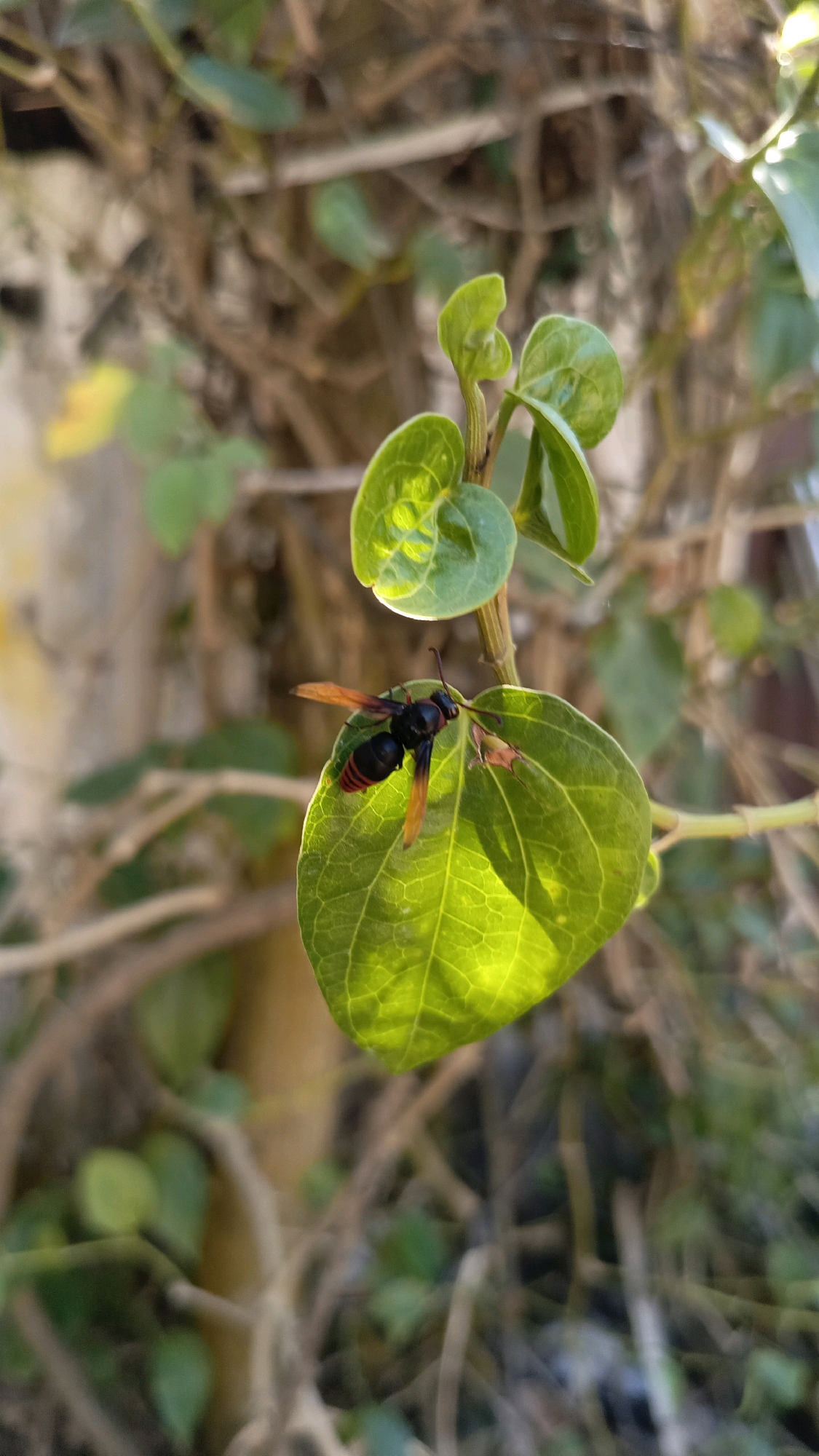 In Kebumen, Indonesia, a wasp is perched on a vibrant green leaf. The wasp, with its black and orange striped body and transparent wings, is captured in sharp focus, its delicate antennae extending forward. The leaf it rests on is illuminated by sunlight, revealing its intricate vein patterns. The background is a blur of brown branches and muted green foliage, suggesting a natural, outdoor setting.
