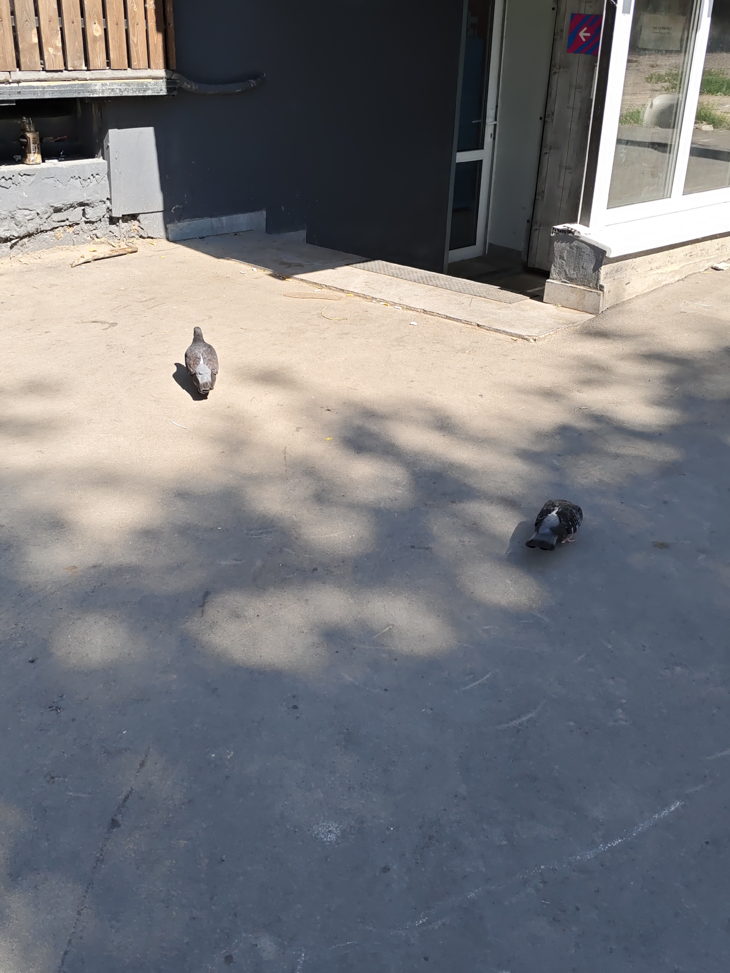 A sunny, outdoor shot depicts two pigeons on a grey, concrete surface. The pigeon on the left is facing away from the camera, appearing to walk forward. The pigeon on the right is also facing away, with its head lowered as if pecking at the ground. In the background, a dark grey wall is visible, with a doorway and a large window to the right. A wooden fence runs along the top left of the image. The scene appears to be in an urban environment, likely near a building entrance.