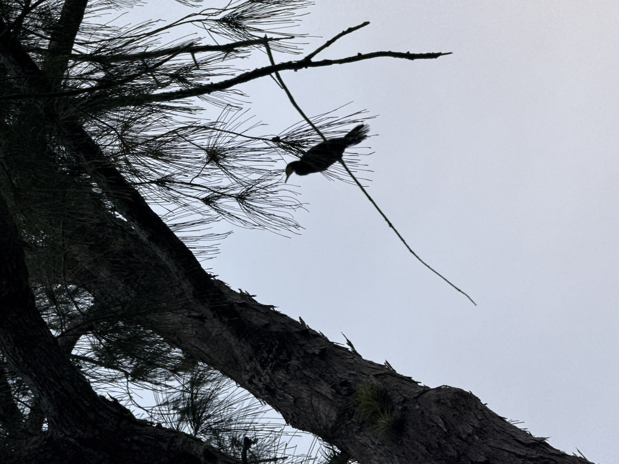 A silhouette of a bird is perched on a thin branch against a pale sky. The bird is dark and appears to be facing left, with its head slightly tilted upwards. The branch it sits on is slender and extends diagonally across the frame. Overhead, the dark, textured silhouette of a tree trunk and branches, adorned with long, thin pine needles, dominates the upper portion of the image. The tree trunk is rough and appears aged. Two small, light-green plants are attached to the tree trunk on the left side of the frame. The overall lighting suggests a cloudy or overcast day. The location is identified as Cabo Frio, Brazil.