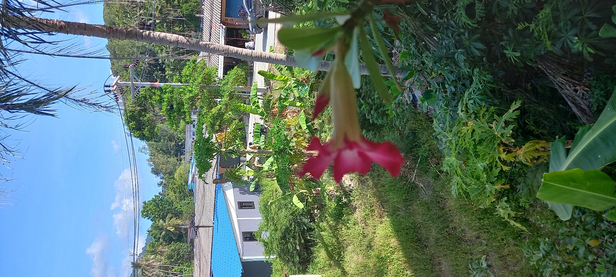 The image captures a vibrant, sunlit tropical scene, presented as if viewed from an elevated perspective looking downwards into a lush environment. In the immediate foreground, a striking pink and white desert rose (Adenium) flower hangs prominently, slightly out of focus, with green foliage behind it.
The midground is rich with diverse tropical vegetation, including large banana leaves, a papaya tree with its characteristic broad leaves, and various other green bushes and trees. Beyond this verdant expanse, several buildings with corrugated roofs are visible; one features a bright blue roof, and an adjacent one has a gray roof. A narrow road or path can be seen in the distance, with what appears to be a scooter or motorcycle parked nearby. Utility poles with power lines traverse the scene horizontally, extending towards the left. A tall palm tree trunk stands out vertically on the right side of the image, rooted in the midground.
The background reveals a clear, bright blue sky with a few scattered white clouds. In the far distance, lush green hills covered in dense tropical forest rise against the horizon. Another palm tree with distinctive fronds frames the upper left corner of the image.
The scene depicts a bright, clear day, likely midday or early afternoon, indicated by the strong sunlight and absence of harsh shadows. The overall impression is one of a peaceful, thriving tropical landscape, consistent with the location context of Baan Chaloklum, Thailand. There is faint and illegible text on a sign or awning above a doorway on one of the buildings in the midground, but no specific words can be deciphered.