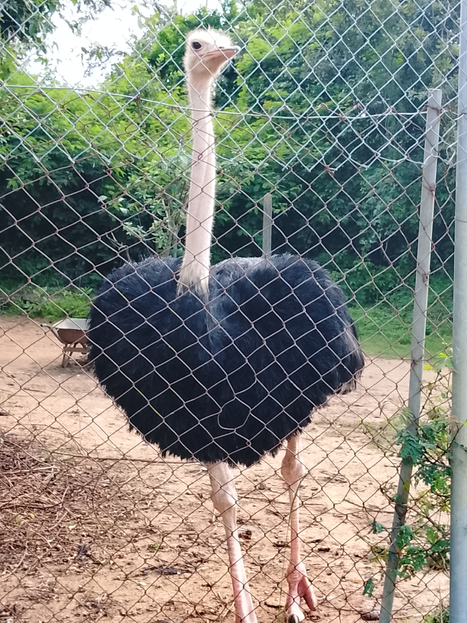 An ostrich stands behind a chain-link fence in an outdoor enclosure. The ostrich is large with black feathers on its body and a long, pale pink neck and legs. Its head is light-colored with a dark eye. The background consists of green foliage and trees. The ground within the enclosure appears to be dirt and some scattered debris. A small, rustic wheelbarrow is visible in the background to the left of the ostrich. The fence is a prominent element in the foreground, obscuring parts of the ostrich and the enclosure. The lighting suggests it is daytime. There is no visible text in the image.