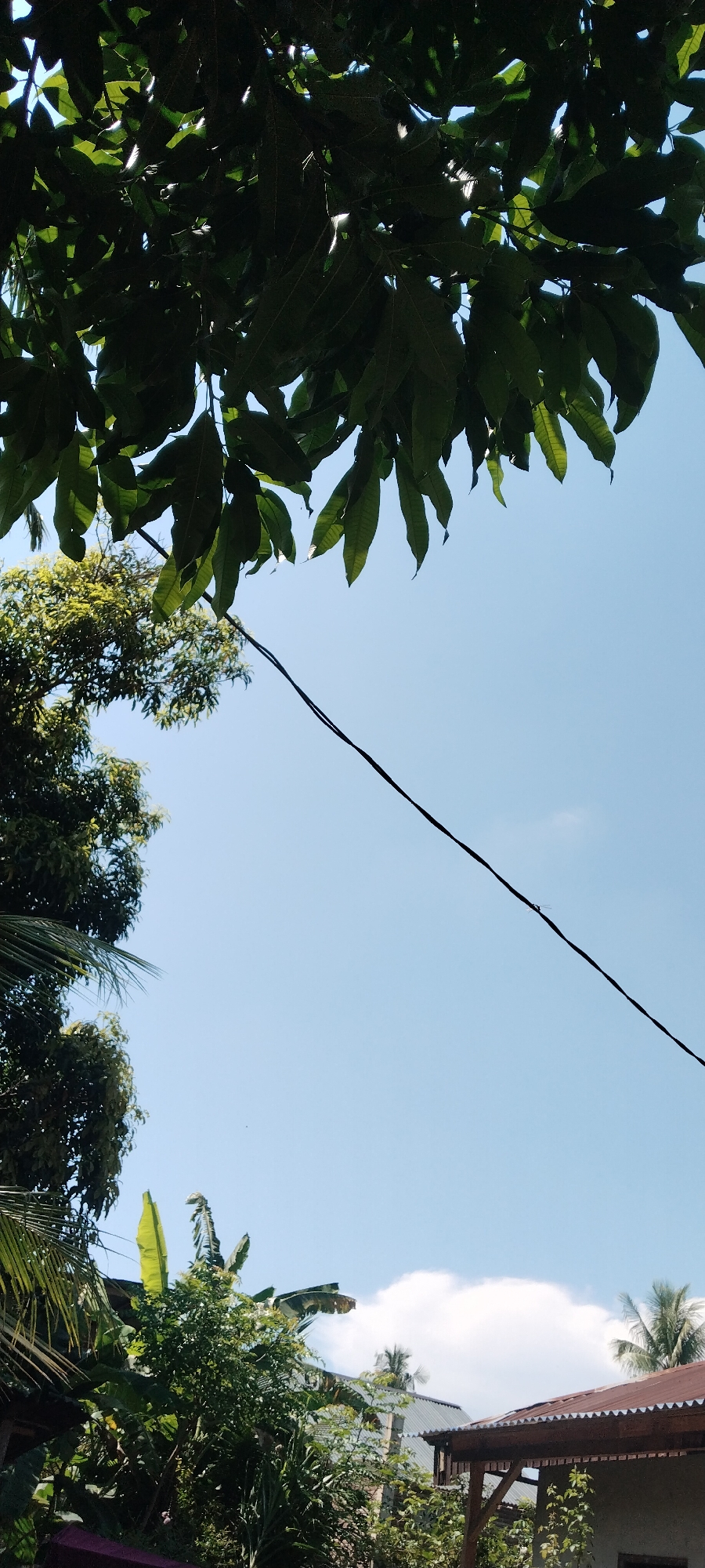 A low-angle shot captures lush green foliage hanging from above, set against a clear, pale blue sky. A thin, dark power line bisects the sky diagonally from the upper left to the lower right. In the lower portion of the frame, more dense, varied greenery is visible, including large banana leaves and palm fronds. Peeking through the foliage are the corrugated metal roofs of several buildings, suggesting a residential area. The scene appears to be outdoors, likely in a tropical or subtropical climate. There are no people or animals visible in the frame. The lighting indicates a bright, sunny day. The image was taken in Meunasahmee, Indonesia.