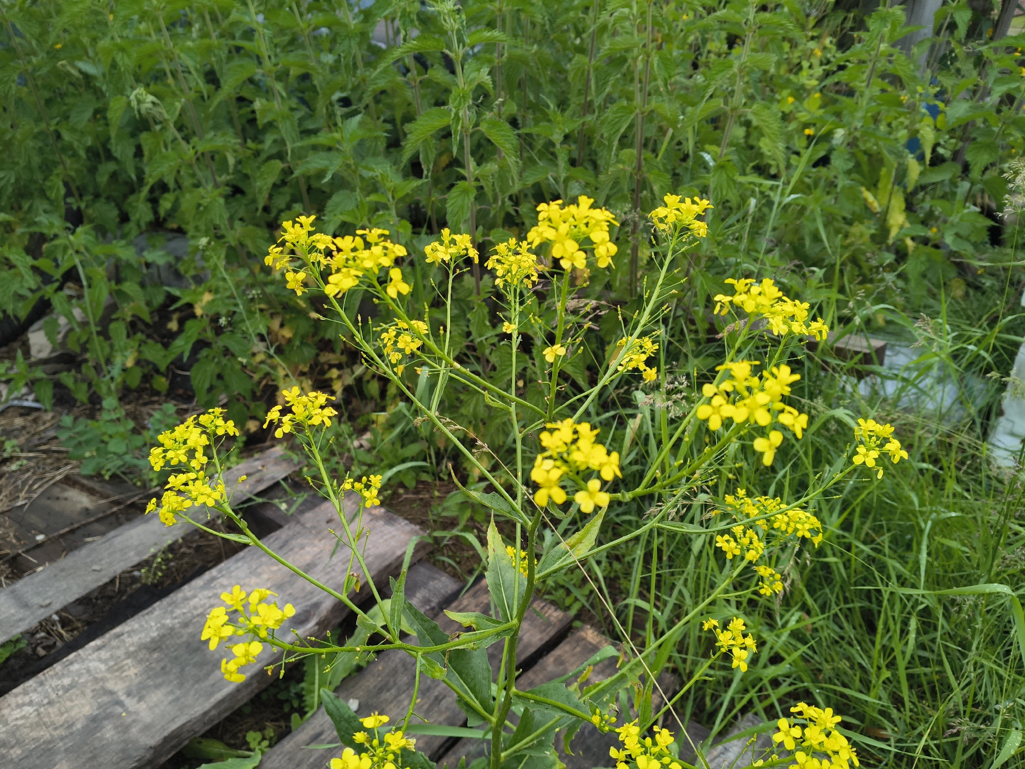 In a natural outdoor setting, a cluster of small yellow flowers with delicate petals blooms on thin green stems. The flowers are arranged in sparse clusters and some have begun to fade. The background is dominated by lush green foliage, likely nettles, with some dried grasses and a weathered wooden pallet visible in the lower left quadrant. The image appears to be taken in Медведок, Russia, during daylight hours. There are no people or animals present in the scene.