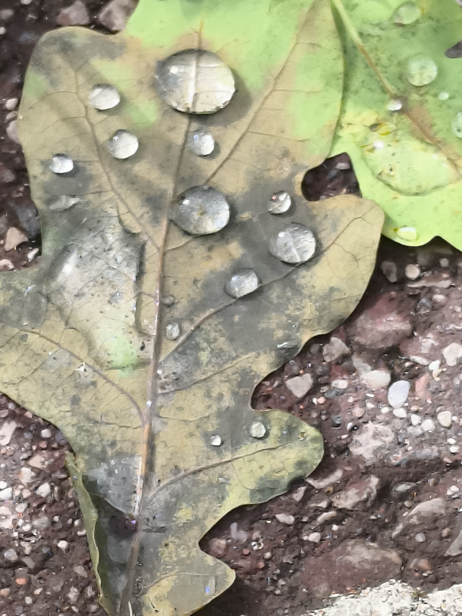 The image is a close-up, high-angle shot of fallen leaves with water droplets on them, resting on a surface of small stones and dirt. The leaves are a mix of green and brown, indicating a transitional state of decay. Water droplets of various sizes are visible on the surfaces of the leaves, reflecting the light and the surrounding environment. The background consists of small, irregularly shaped stones in shades of brown, grey, and white, interspersed with dark soil. The overall impression is one of a natural outdoor setting after a rainfall. The image does not contain any identifiable landmarks or features that would suggest a specific location within Klaipėda, Lithuania. No people, actions, or interactions are depicted.