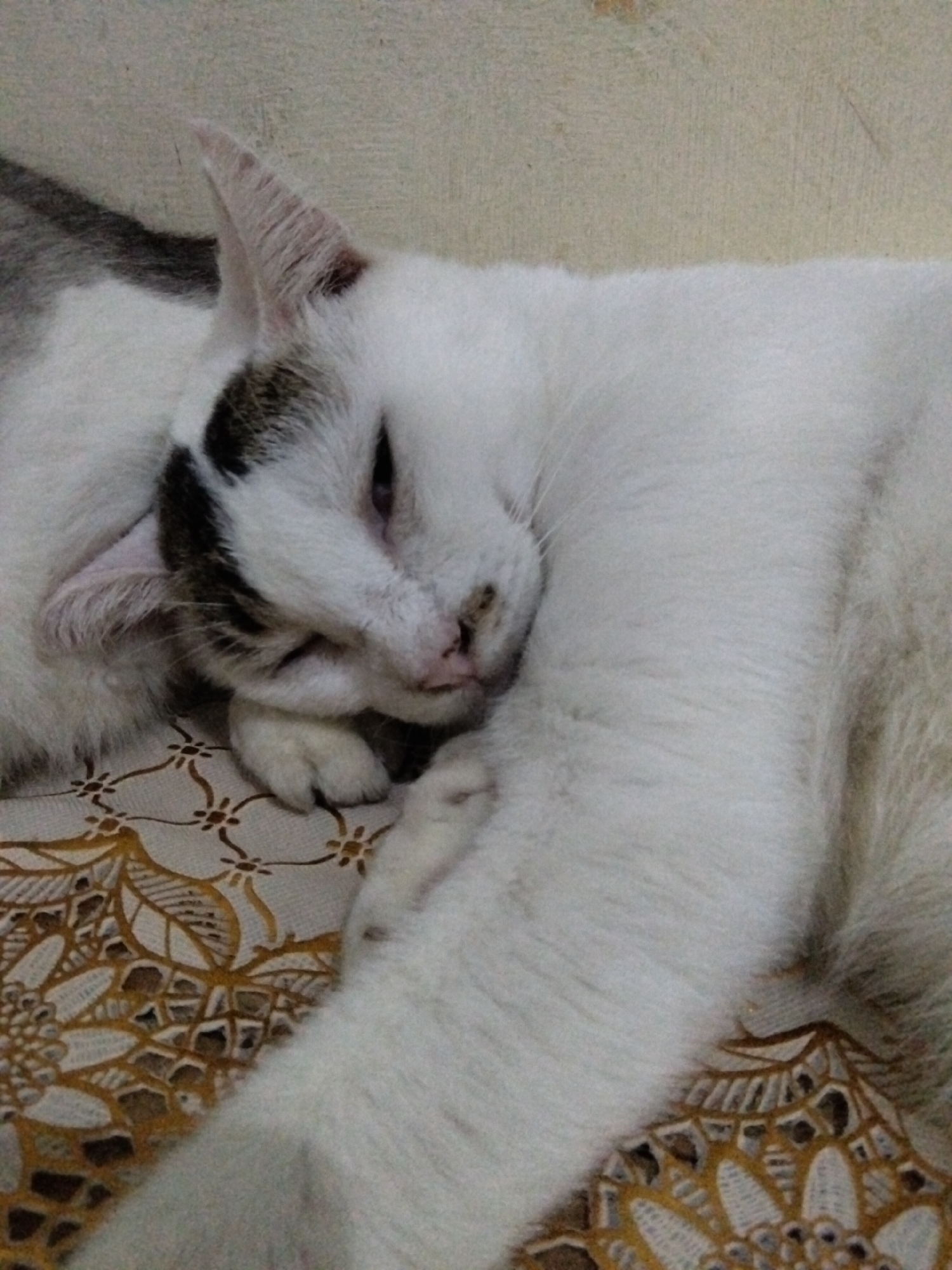 A close-up, eye-level shot shows a white cat with black markings on its head sleeping on a patterned fabric. The cat is curled up, with its face resting on its paws. Its eyes are closed, and its breathing is slow and steady. The fabric beneath the cat is a light color with a repeating pattern of floral and geometric shapes in shades of brown and gold. The background is a plain, textured surface in a neutral tone. The lighting is soft and diffused, creating a peaceful atmosphere. The image appears to have been taken indoors.