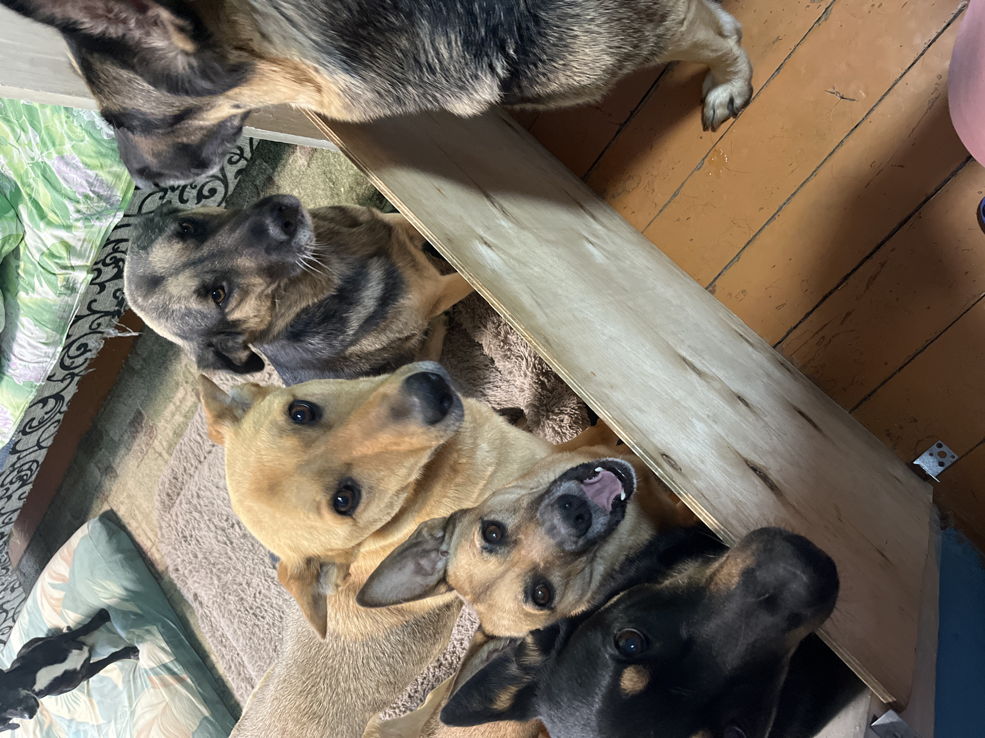 The image depicts a group of five dogs gathered around a wooden structure, possibly a homemade enclosure or elevated platform. The dogs are of various breeds and coat colors, including black, tan, and German Shepherd-like markings. Two dogs are prominently visible in the foreground, looking directly at the camera. One is a black dog with brown markings on its muzzle and chest, its mouth slightly open. Next to it is a tan dog with alert ears and its tongue visible. Behind them, a light brown dog with dark markings on its face and ears is looking towards the right. Further back, another dog with German Shepherd coloring is looking towards the left. A fifth dog, partially obscured, is on the far right. The dogs appear to be indoors, on a wooden floor with visible planks. In the background, a patterned rug and a bed with green and white bedding can be seen, suggesting a domestic setting. There are no people visible in the image. The scene is likely in Nizhny Tagil, Russia, given the context provided.