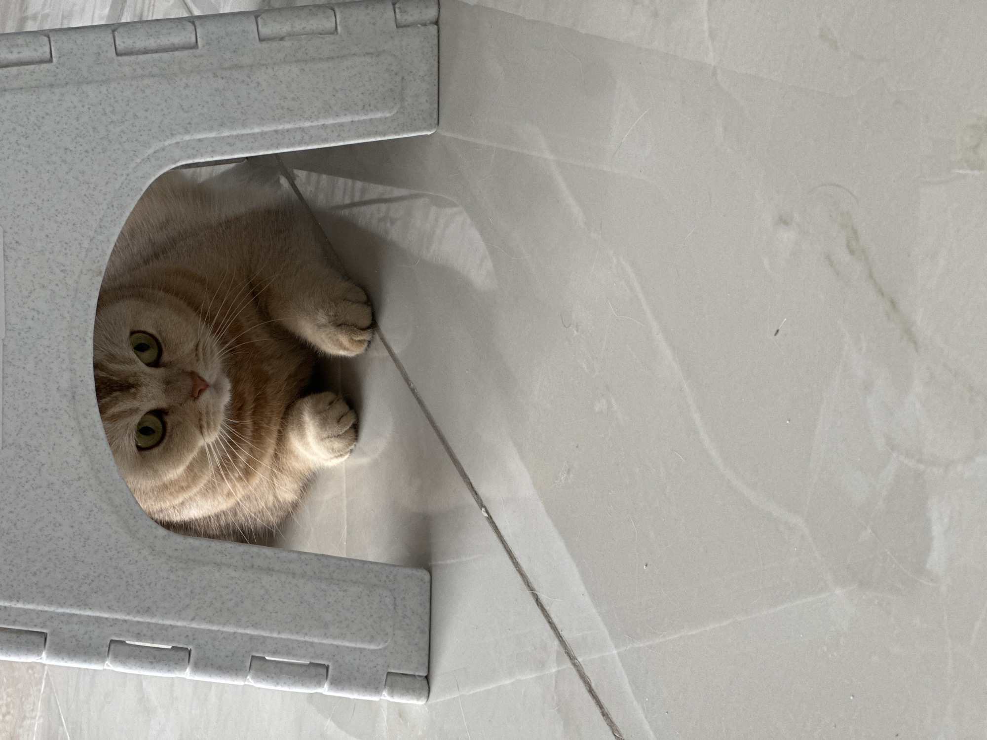 A close-up, high-angle shot features a light orange, short-haired cat with green eyes, lying inside a grey plastic step stool. The stool is situated on a light grey tiled floor with visible grout lines. The cat is positioned on the left side of the frame, peeking out from under the stool with its paws extended. The rest of the floor area is unoccupied. The location is an indoor space with tiled flooring, presumed to be in the city of Unknown, Unknown.