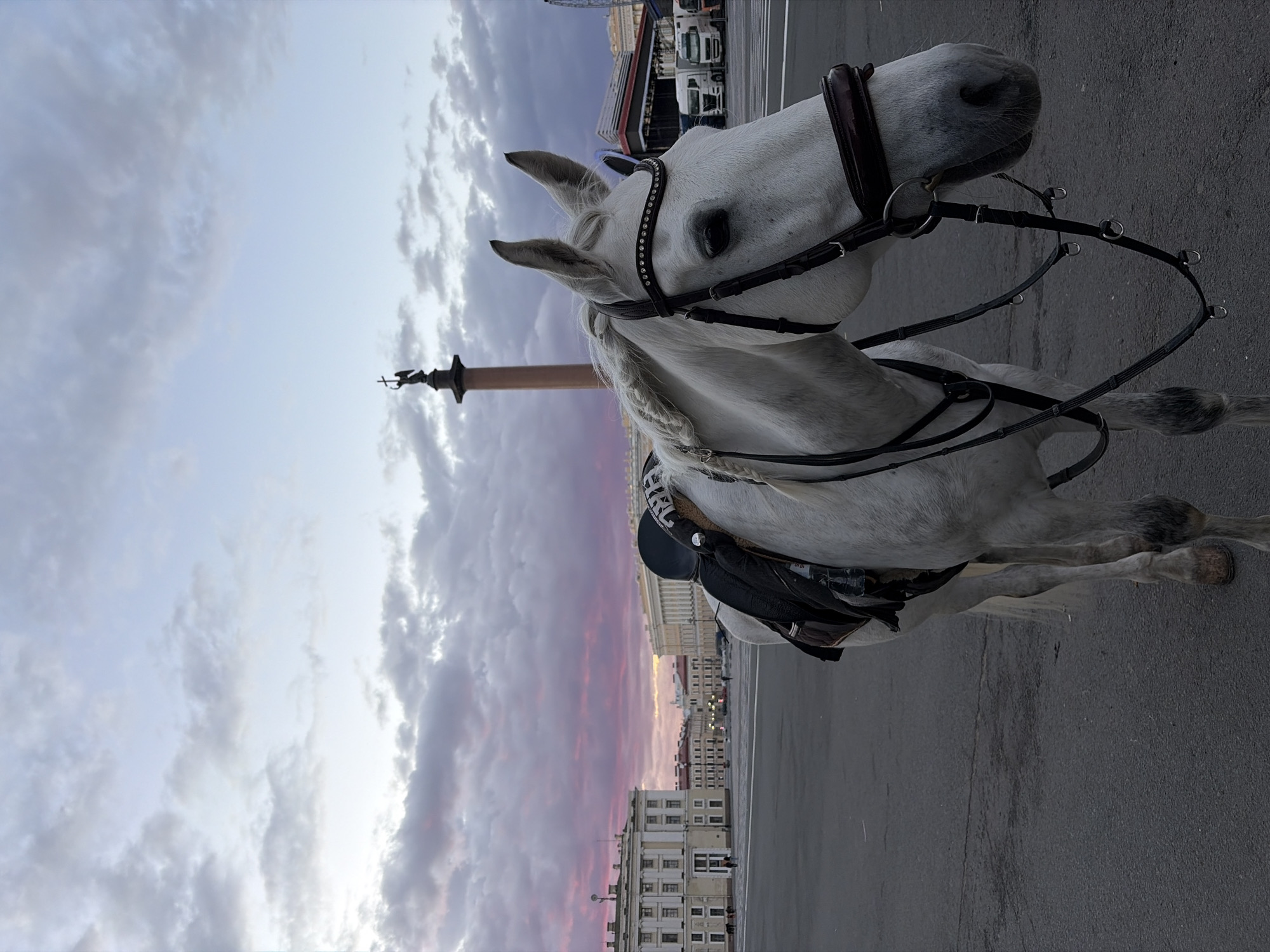 A white horse stands in the foreground of an empty square in Saint Petersburg, Russia. The horse is wearing a black saddle and bridle. In the background, a tall column topped with a statue stands in the center of the square. Large, classical buildings line the sides of the square, and the sky above is filled with dramatic pink and purple clouds, indicating either sunrise or sunset. A few trucks are visible in the distance. The square appears to be Palace Square, a prominent landmark in Saint Petersburg.