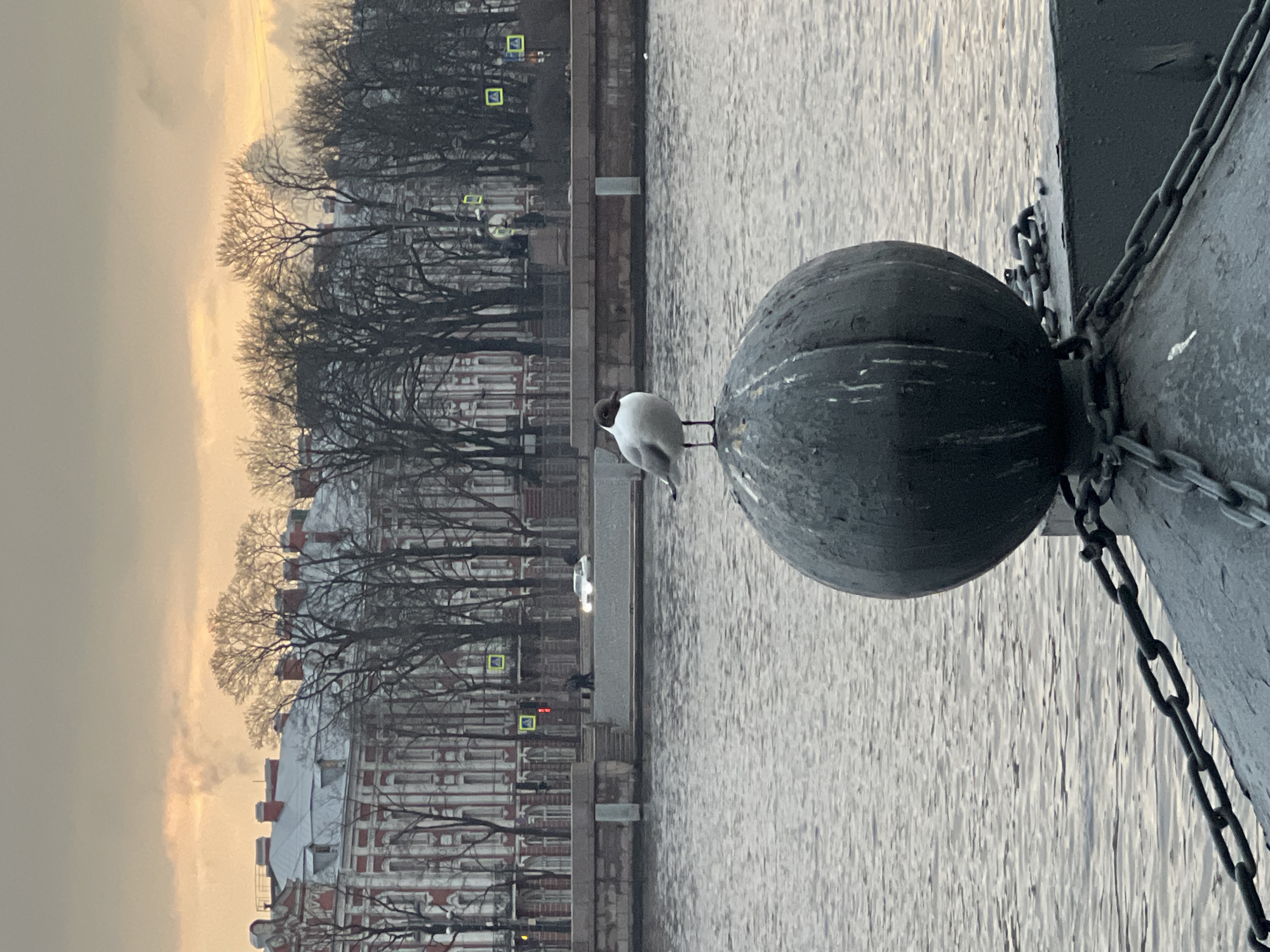 A horizontal outdoor shot depicts a cityscape, likely taken during the early morning or late afternoon hours when the sunlight appears muted and diffused. The image is vertically oriented, with the right side dominated by a section of a gray metal fence post featuring a large spherical finial. Heavy, aged metal chains are attached to the post. A gull perches on the finial, its back visible, with its head turned to the left.
In the background, across a body of water that appears to be a river or canal, are buildings consistent with the architecture of Saint Petersburg, Russia. These are multi-story structures with intricate detailing and a predominantly red-and-white color scheme. Bare trees line the embankment.
A road runs along the embankment, with streetlights and what may be traffic signals visible. The overall atmosphere is cold, possibly winter or early spring, as suggested by the bare trees and the light quality. The scene is devoid of people, except for the bird perched on the fence post.