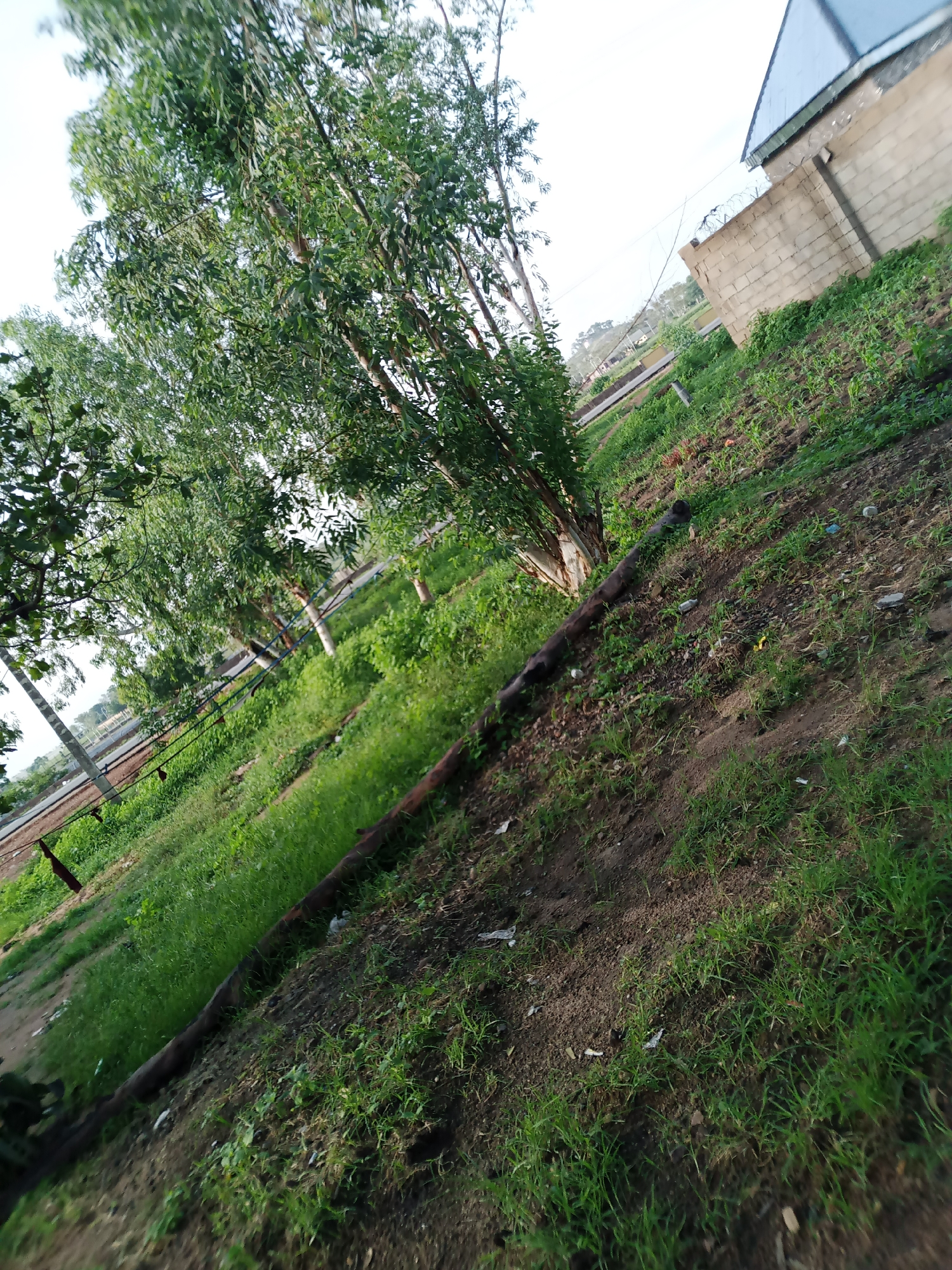 The image captures a partially obstructed view of a rural or semi-rural environment, likely in Jauro Yinu, Nigeria, characterized by lush green vegetation and a prominent brick wall with barbed wire on top. Tall, slender trees with abundant green foliage dominate the left side of the frame, their branches extending upwards and to the right. In the middle ground, a field of young crops, possibly corn or similar vegetables, is visible, interspersed with patches of grass and dirt. A dark, cylindrical object, resembling a log or pipe, runs diagonally across the foreground, partially covered by grass and soil. Beyond the cultivated field, a road or pathway can be seen, lined with trees. The brick wall, constructed from light-colored concrete blocks, forms a boundary to the right, topped with a stark band of barbed wire. A portion of a building with a metal roof is visible behind the wall. The overall impression is one of a developing area, with agricultural activity and basic infrastructure in place. The lighting suggests it may be late afternoon or early morning, casting subtle shadows. There are no people visible in the image.