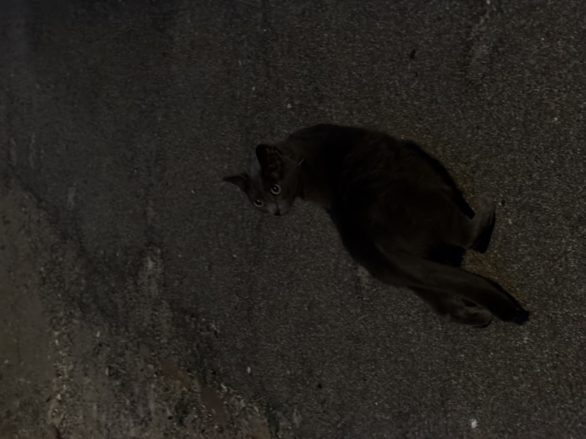 The image shows a dark-furred cat with yellow eyes standing on an asphalt surface. The cat is looking upwards and to the left. The background is dark and textured, suggesting an outdoor setting. There are no other subjects or objects clearly visible in the image. The lighting is dim, casting shadows and making it difficult to discern finer details of the environment.