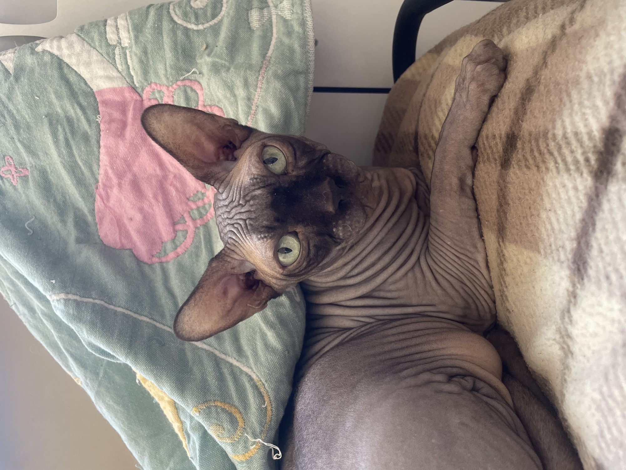 A Sphynx cat with green eyes is lying down on a bed or a similar surface. The cat's skin is wrinkled and appears to be mostly hairless, a characteristic of the breed. The cat is positioned between a green quilt or blanket with pink and yellow patterns and a tan plaid blanket. The cat is looking upwards towards the camera. One of the cat's paws is extended upwards. The setting appears to be indoors. Location: Unknown, Unknown.